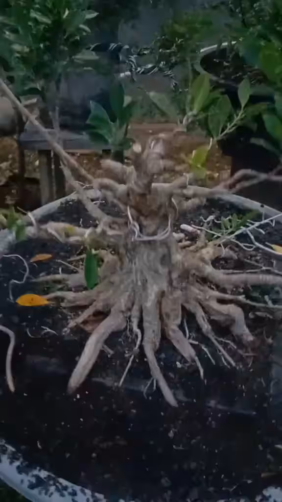 video bonsai 2
