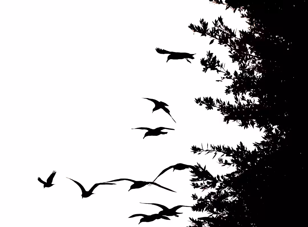 Birds