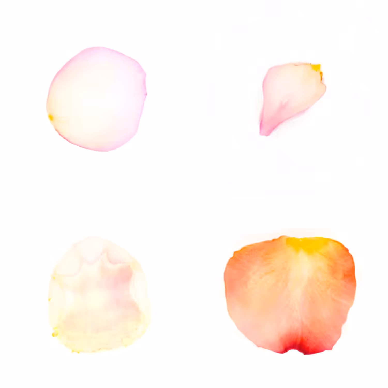 Infinite Petals 2x2#3719