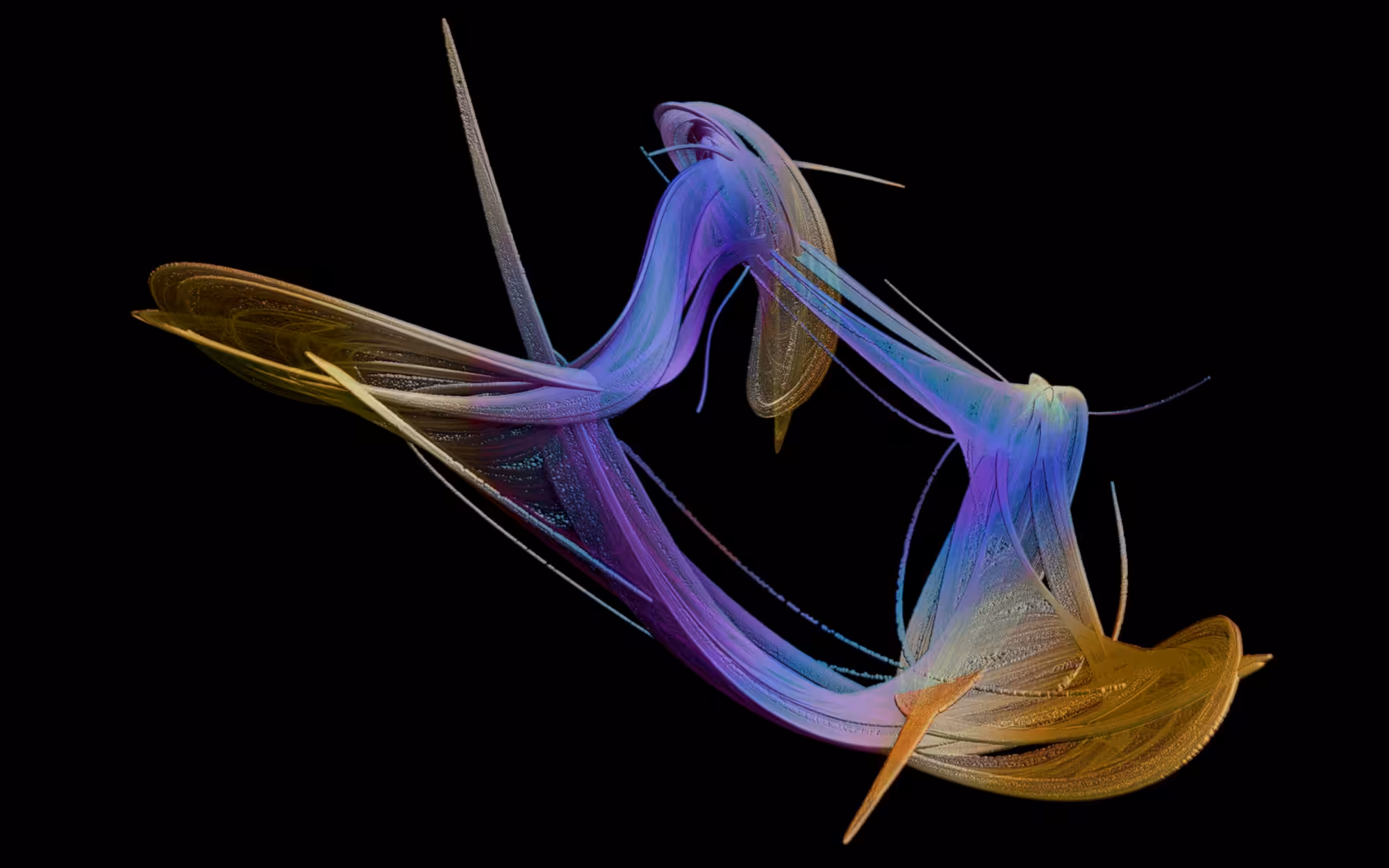 PolyB attractor