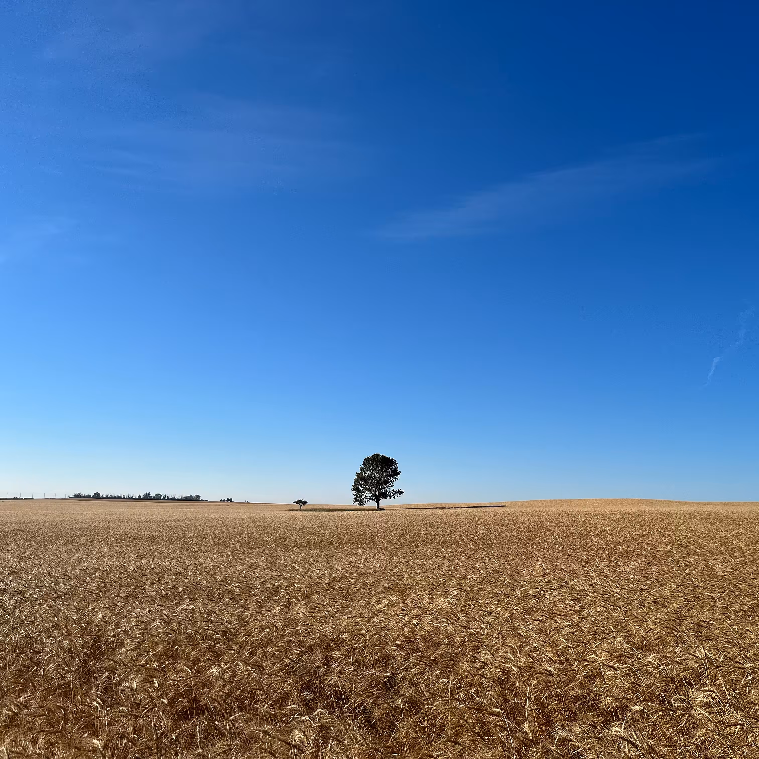 Lonely Field Tree 53