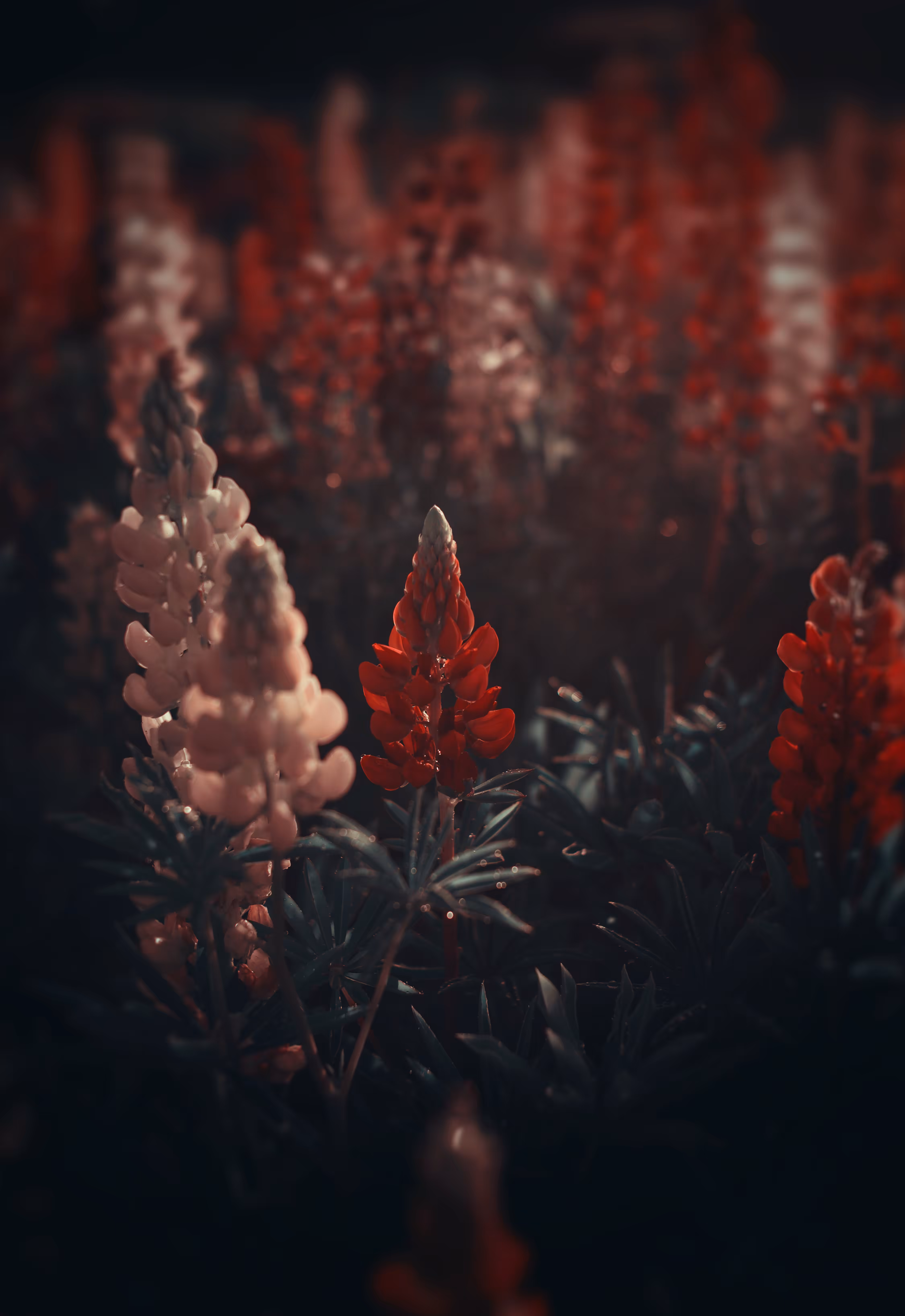 Beauty of Flowers : Lupinus