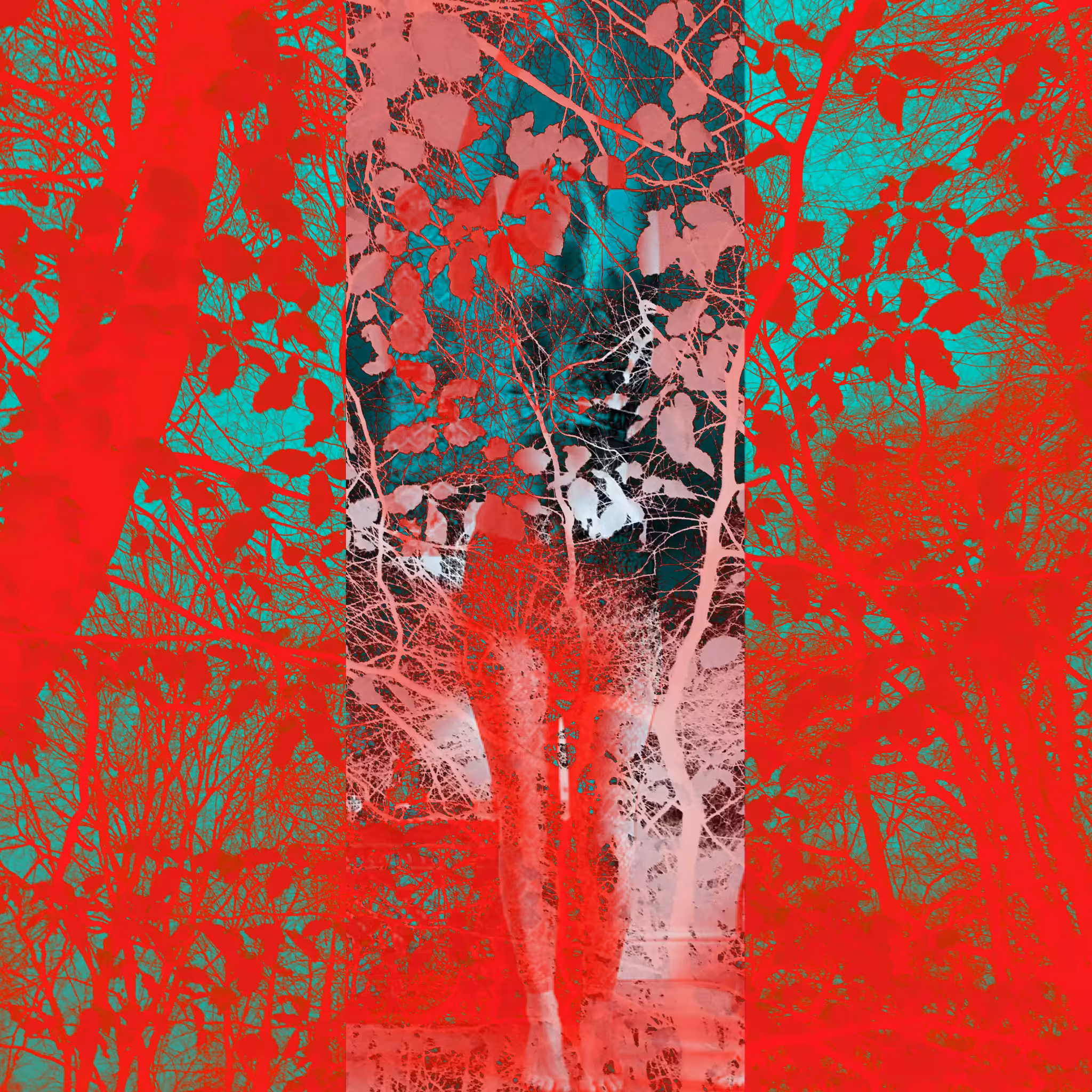 Dark Forest #12