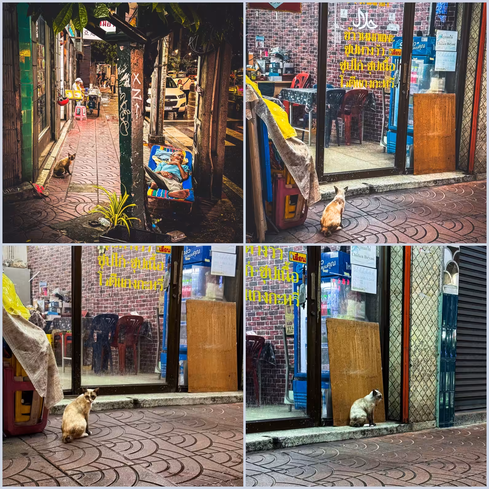 Chinatown - Life of a Cat Mafia Soldier