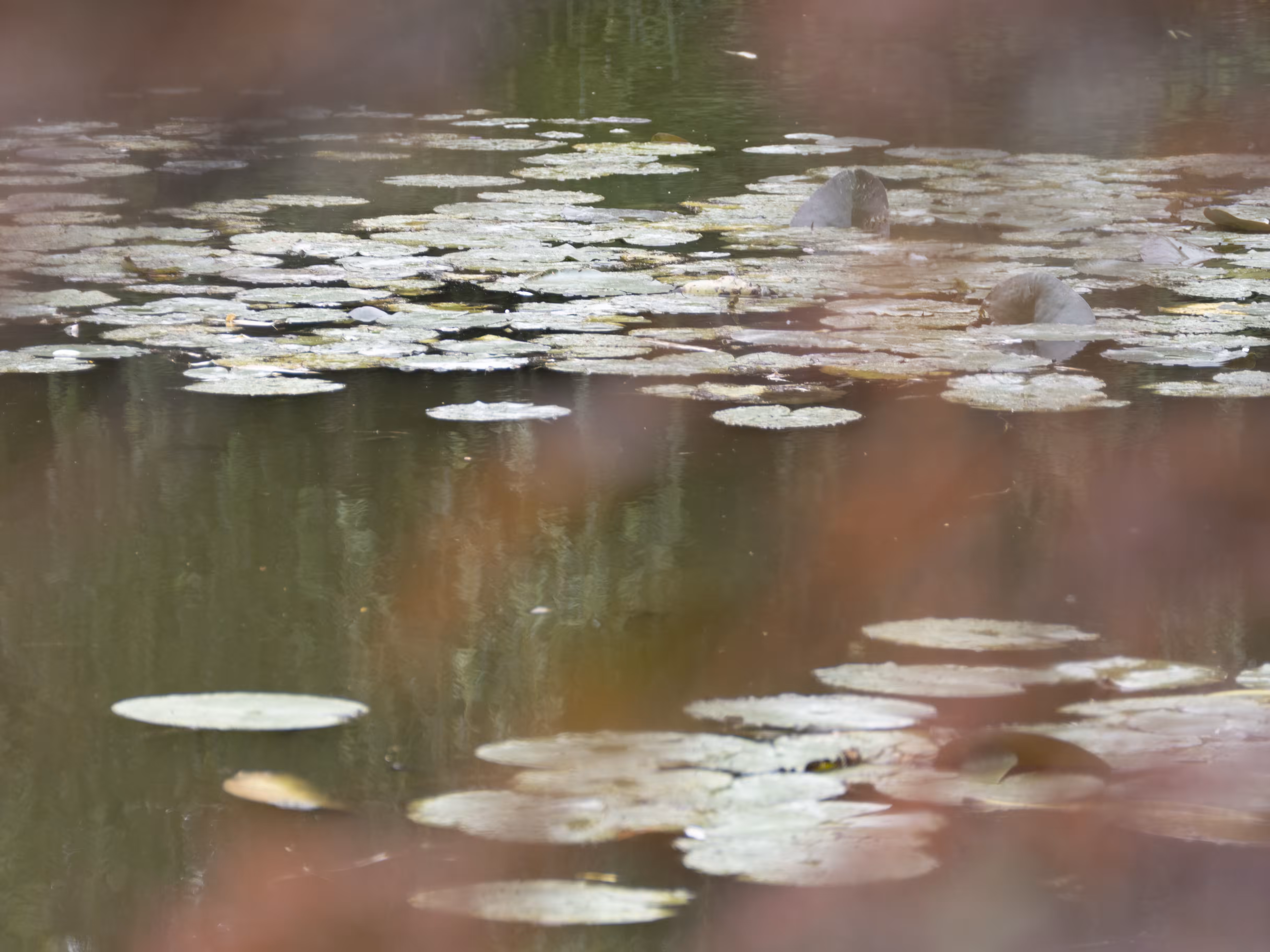 Giverny #19
