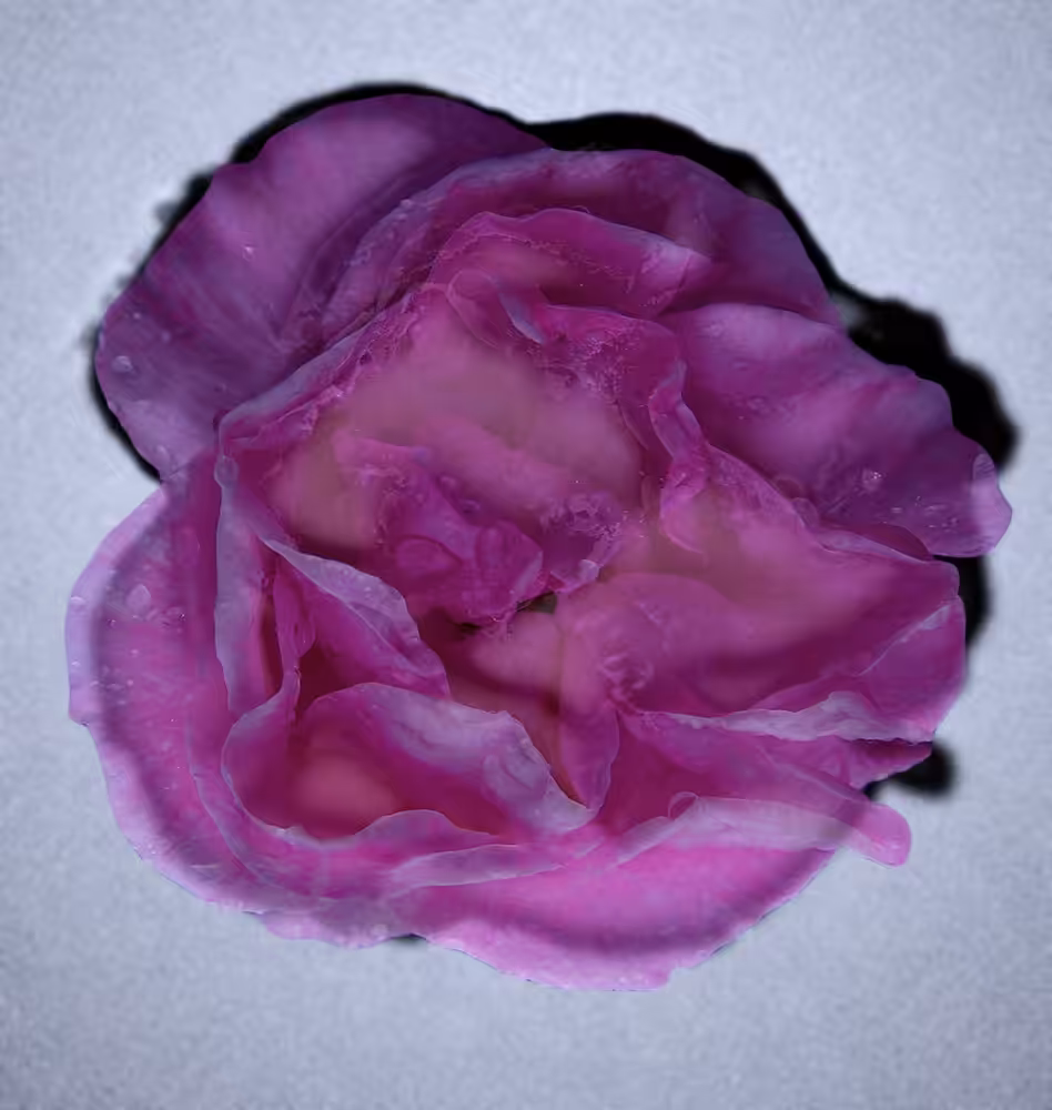 Rose By Any Other Colour