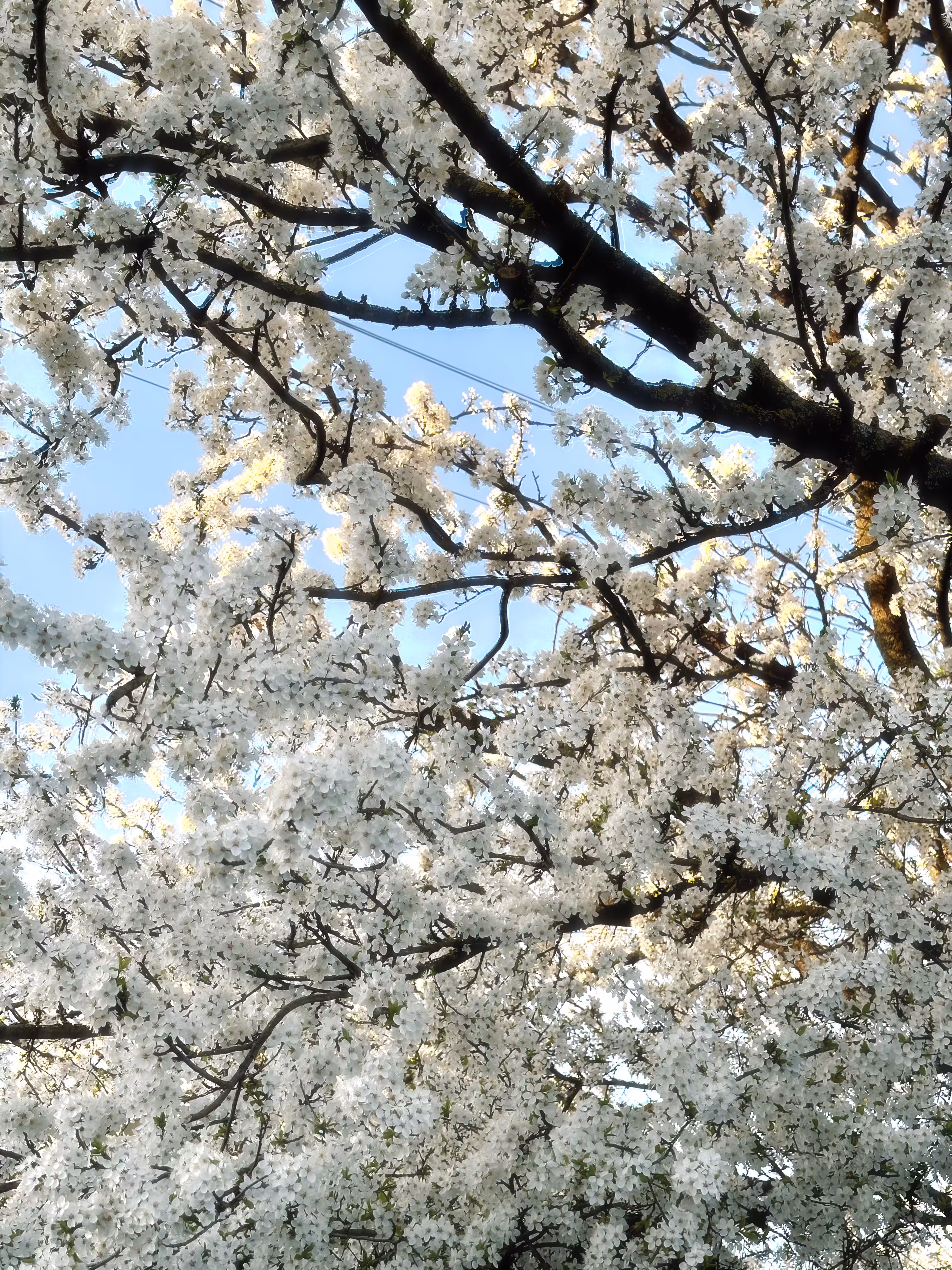 The awakening of nature: the first steps of spring