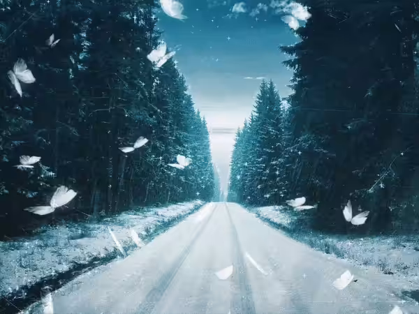 Snowscape butterflies
