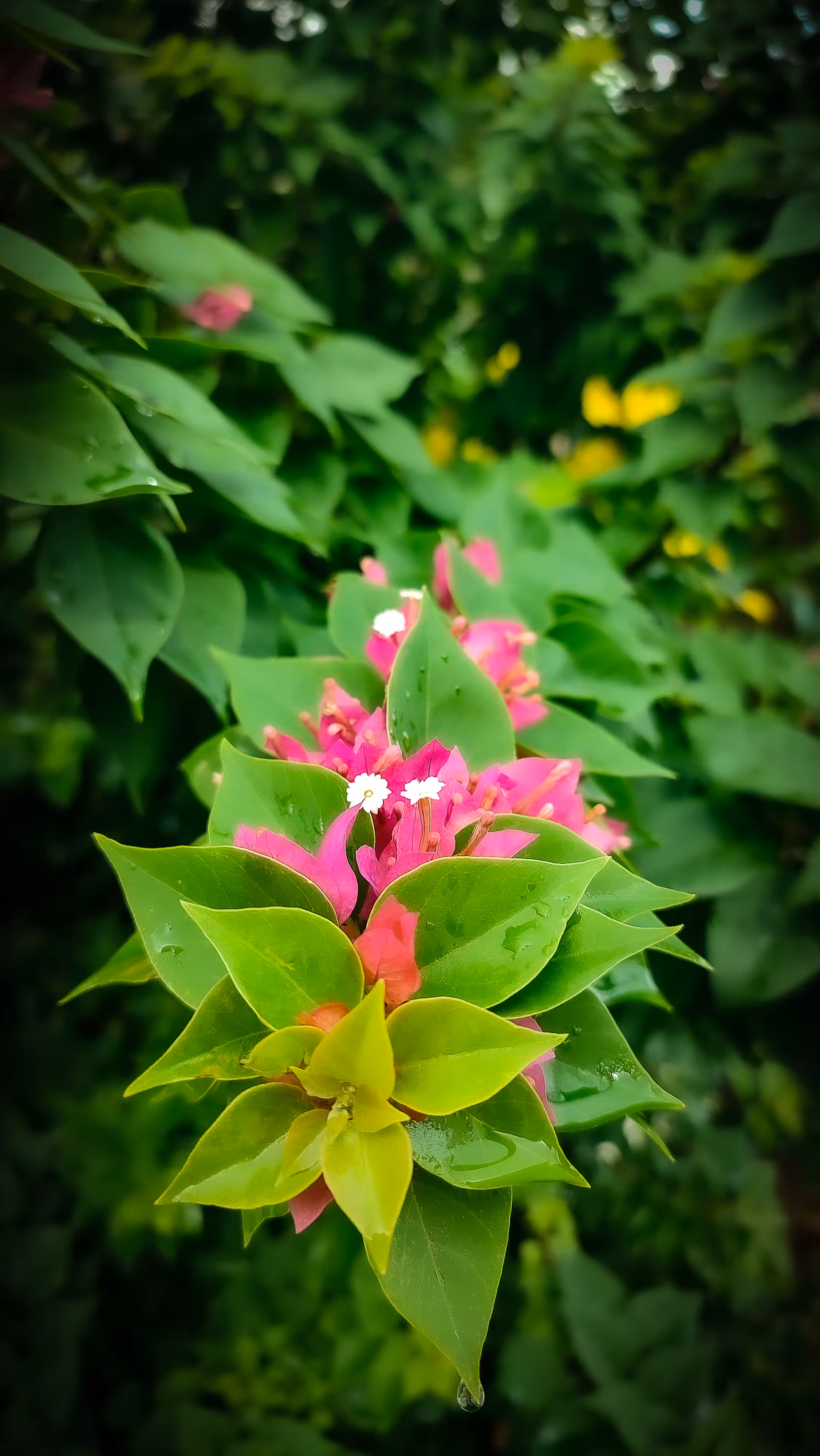 "Bougainvillea"