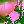 Pigeon 01