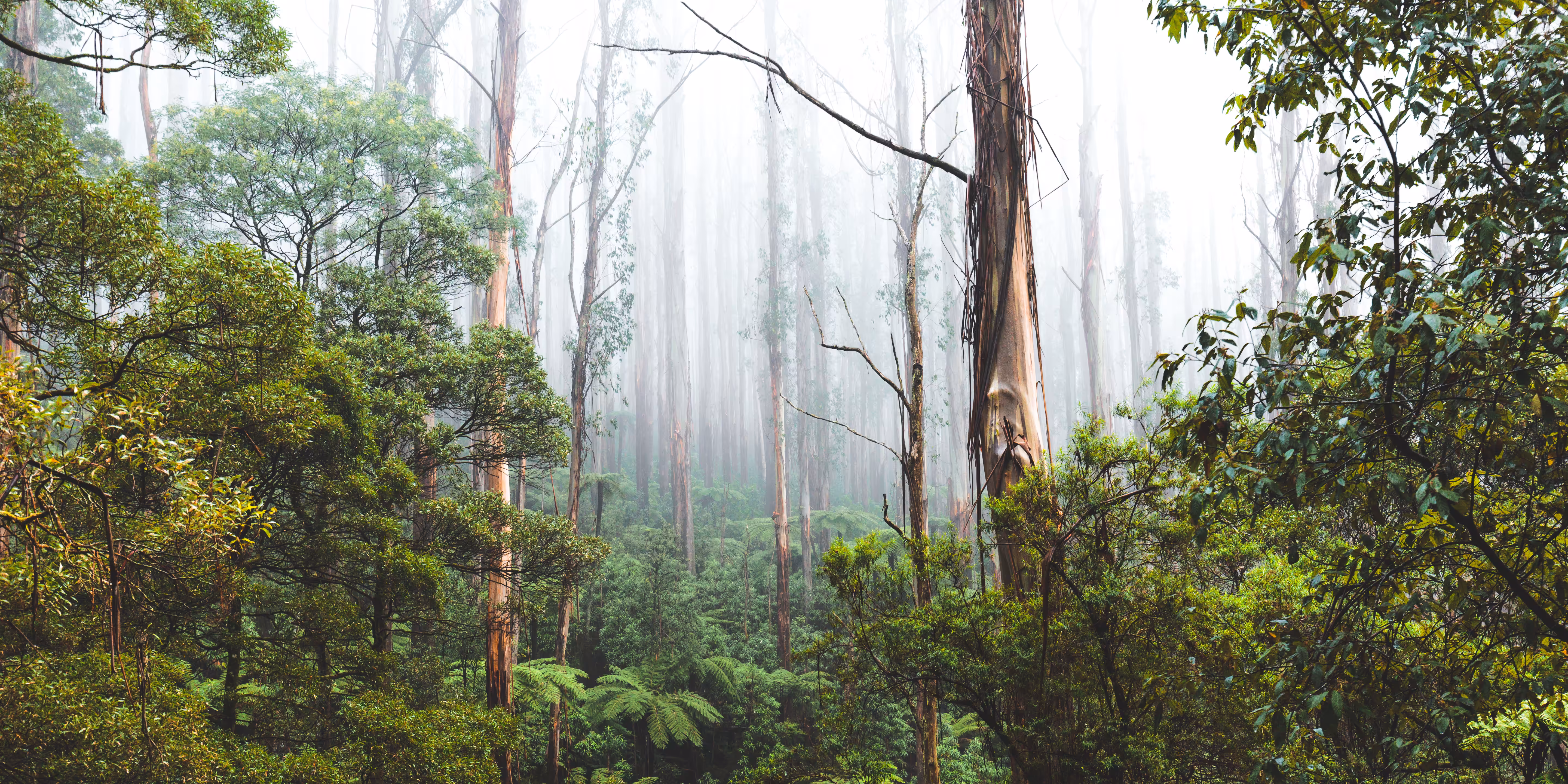 Favourites: Black Spur