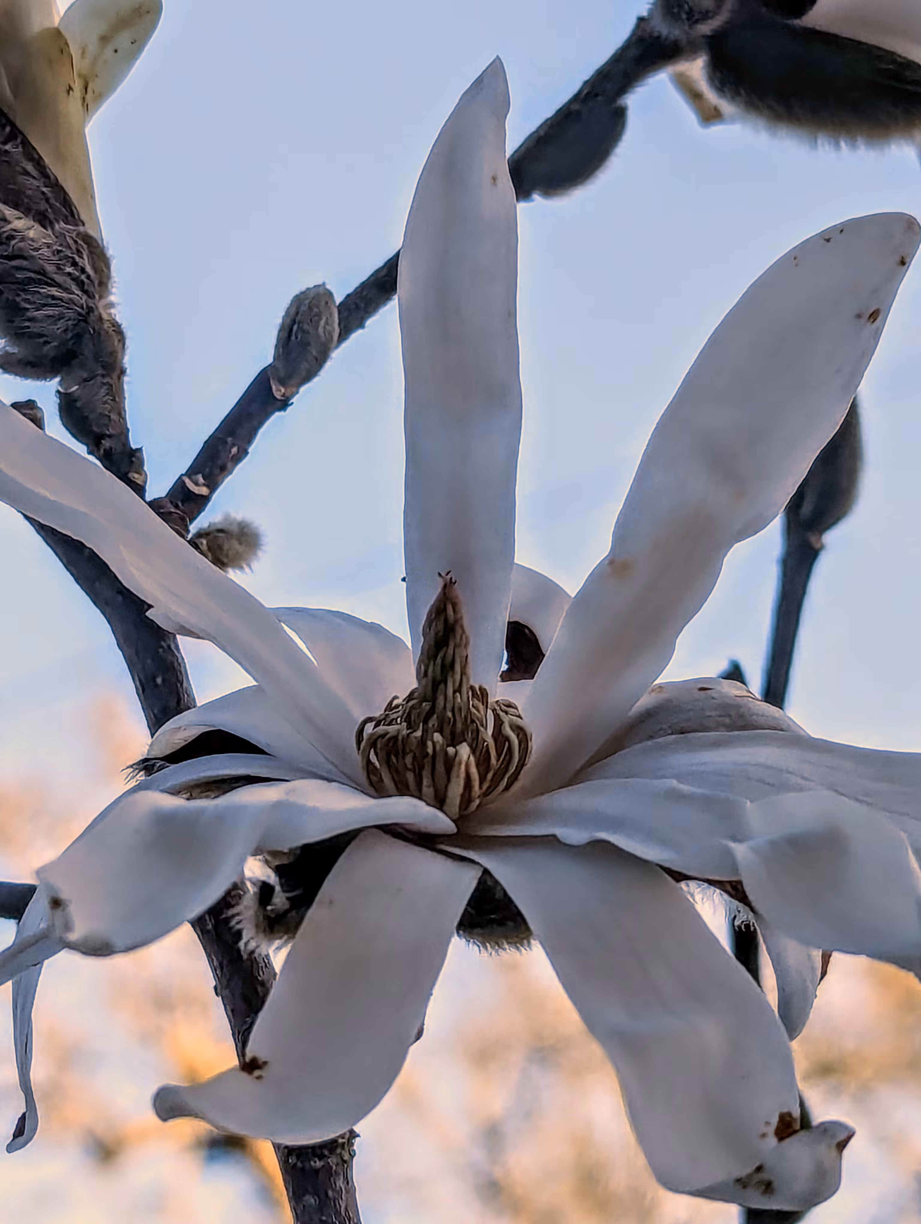 Spring Magnolia 