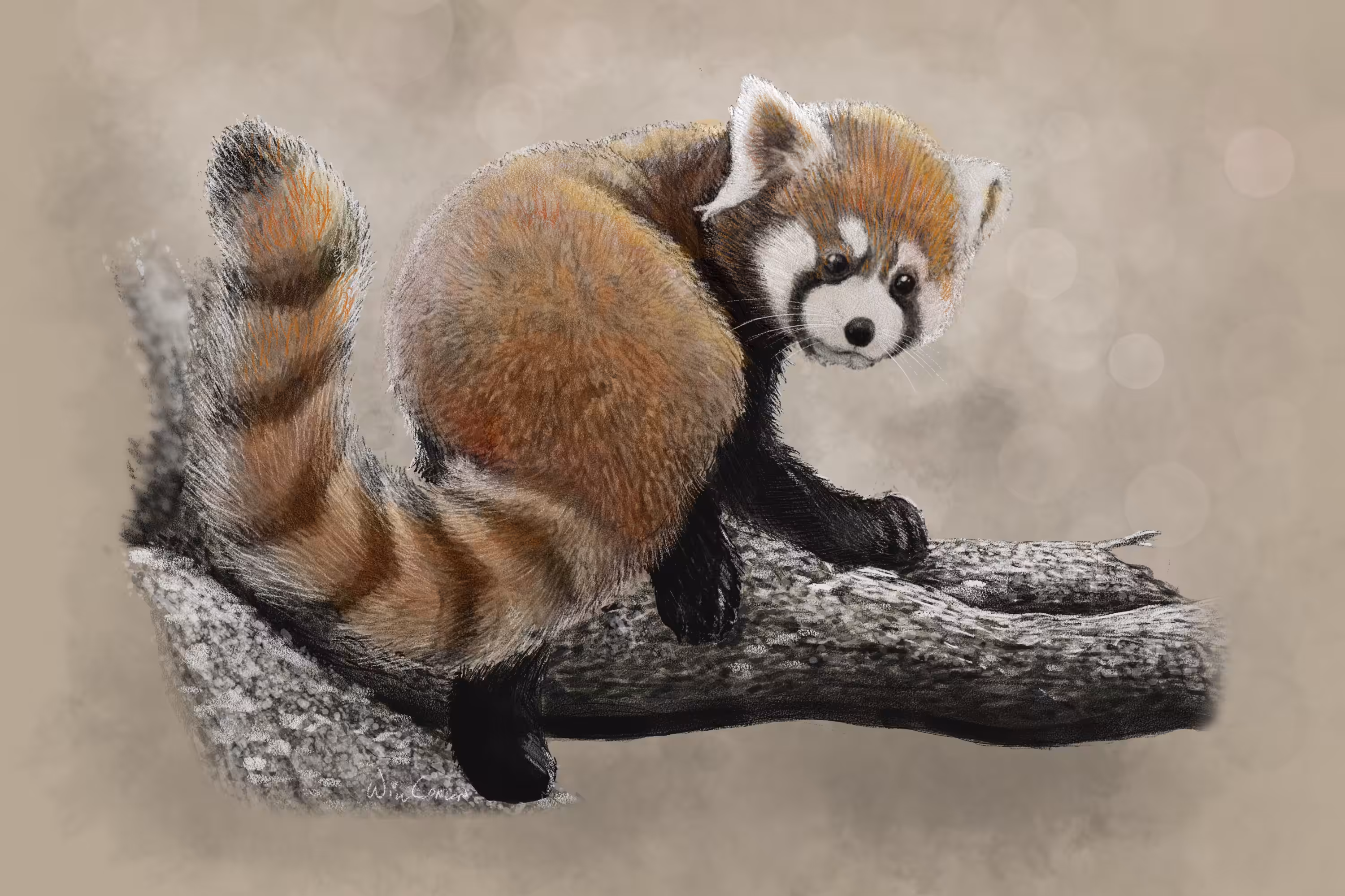Red Panda Sketch