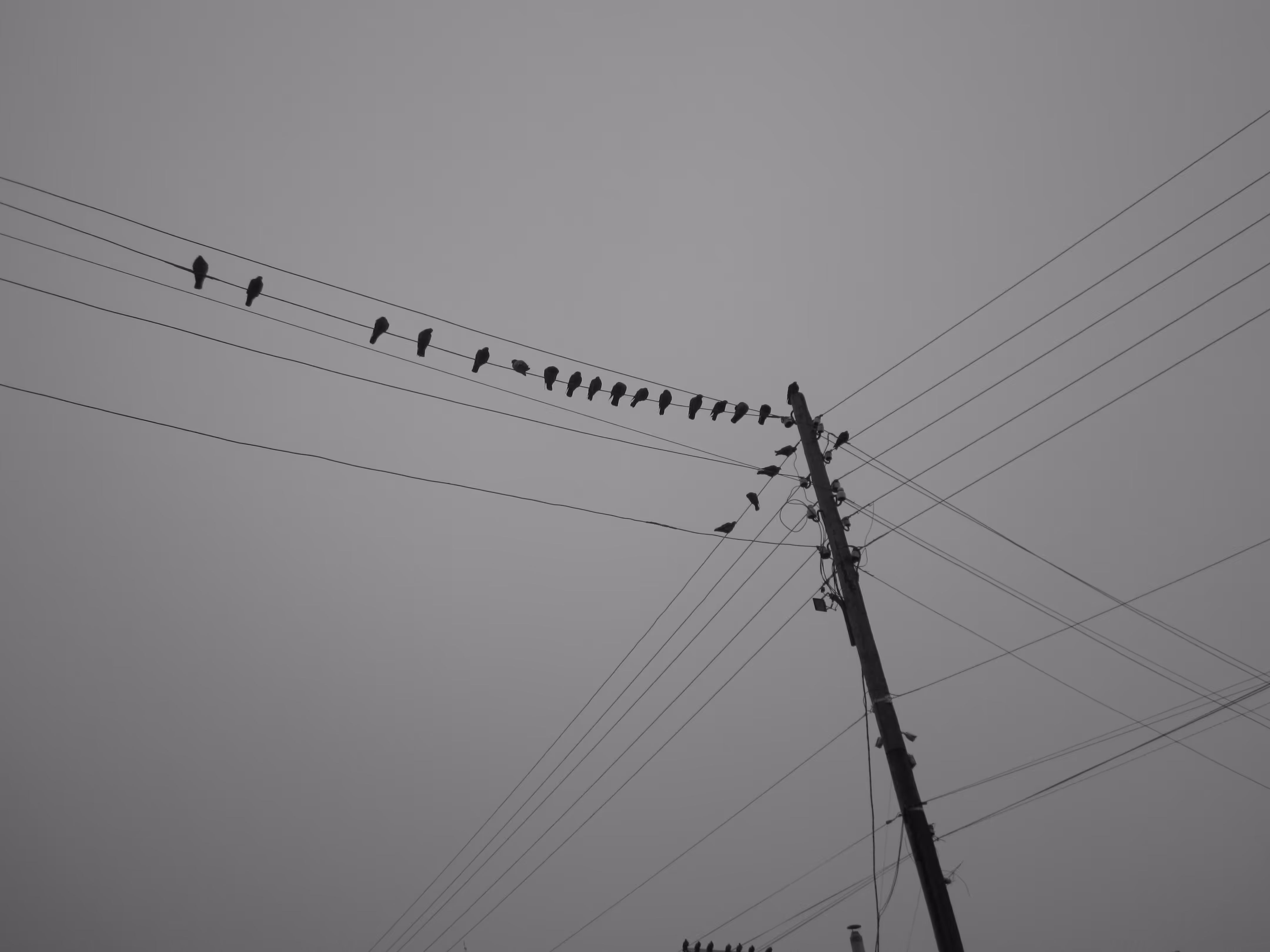 Photos: Birds on the wires