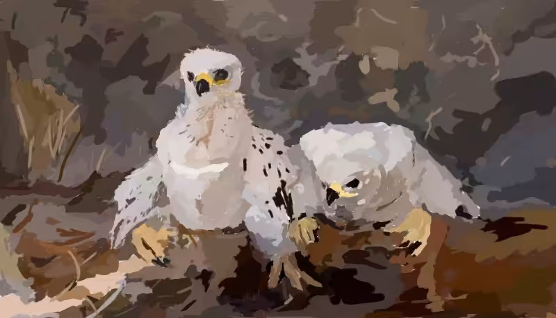 ALI: Eagle