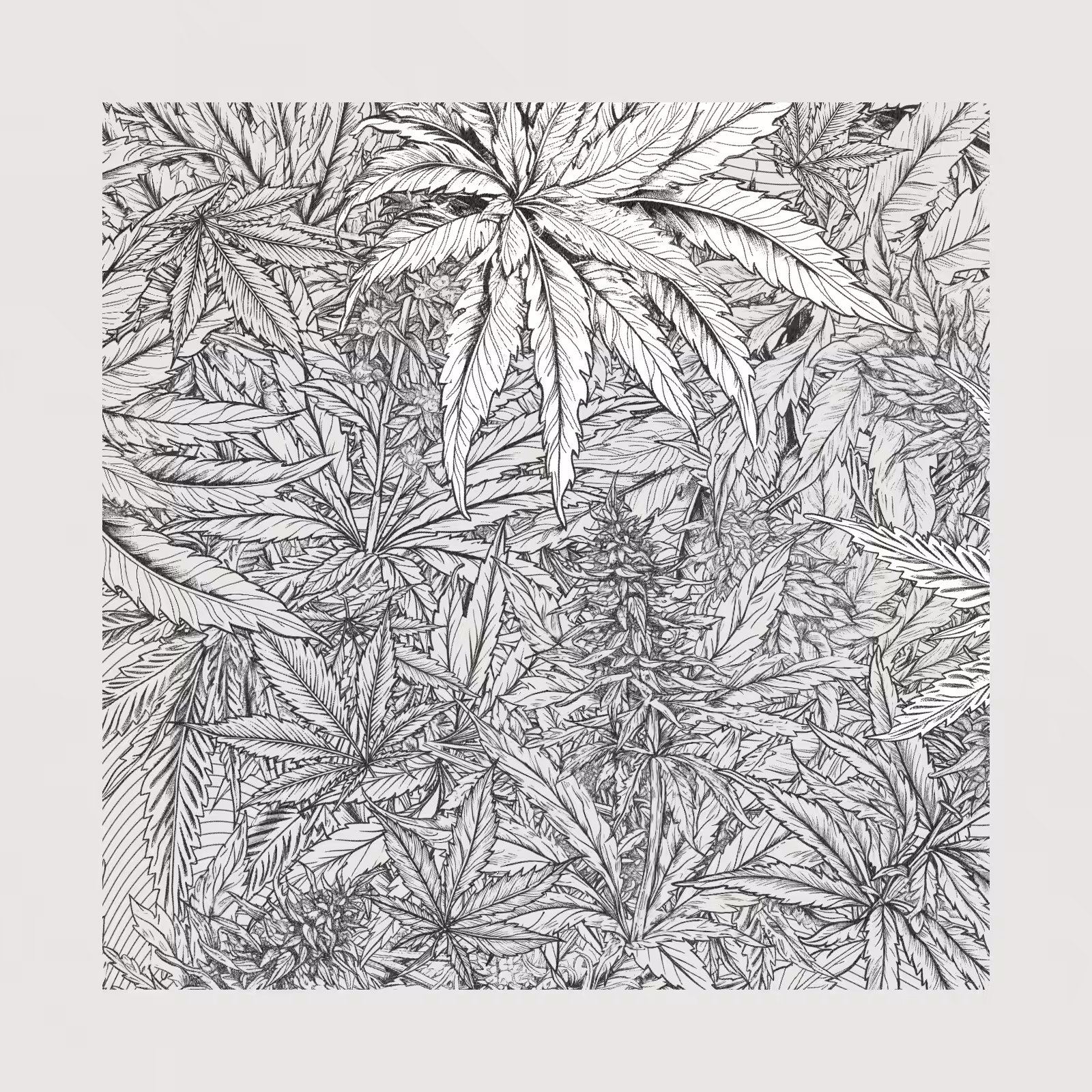 zancannabis #383
