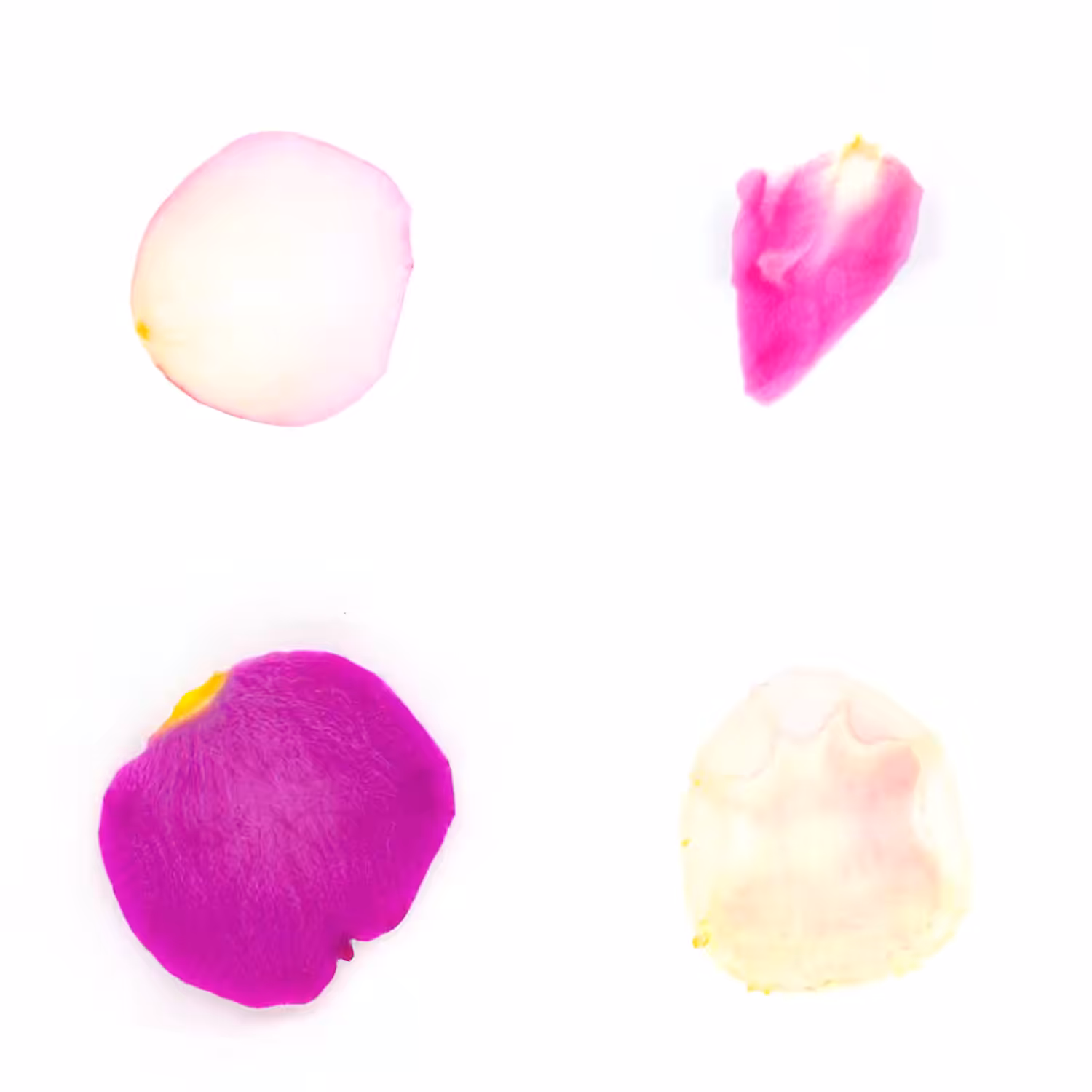 Infinite Petals 2x2#20183