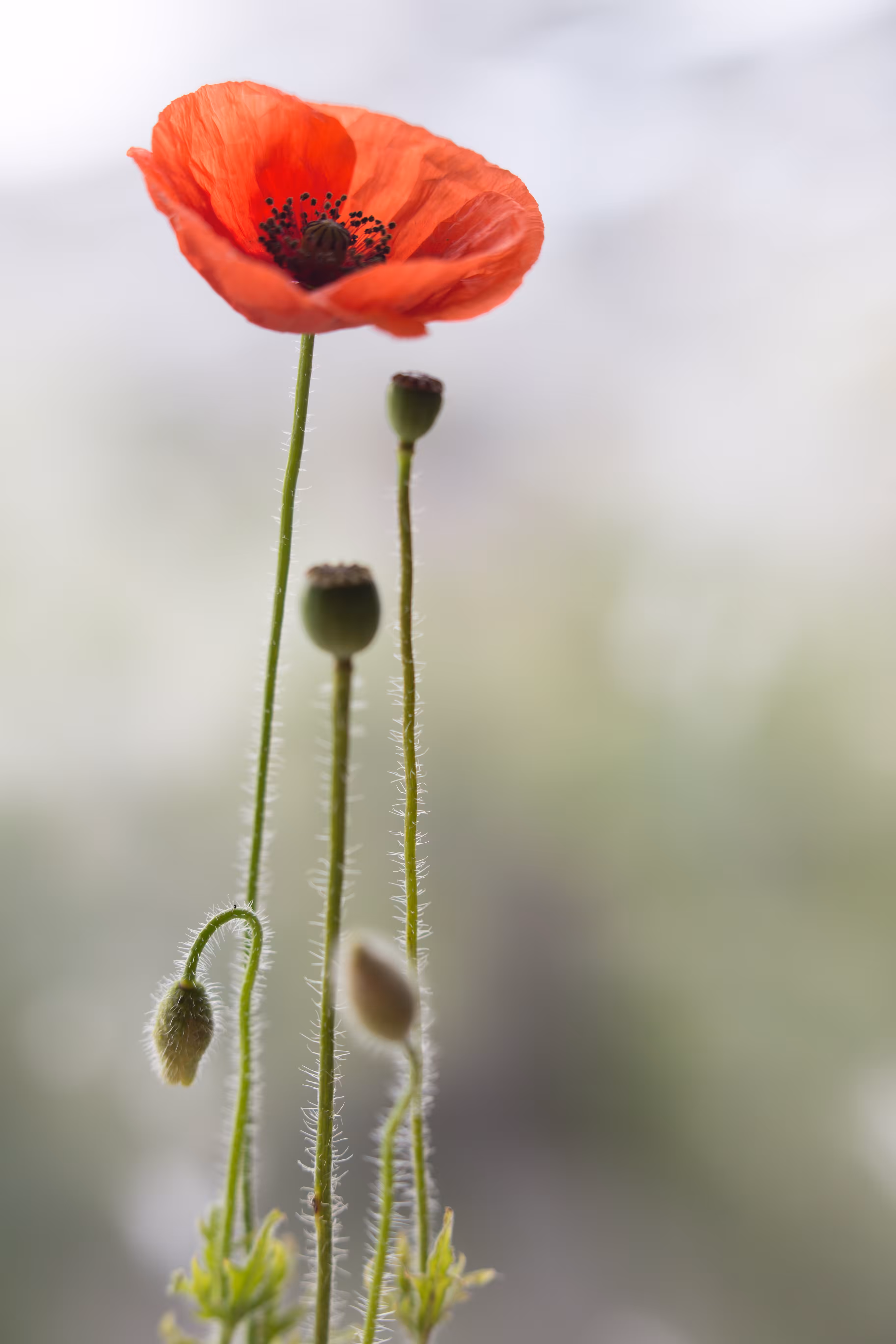 LEST WE FORGET