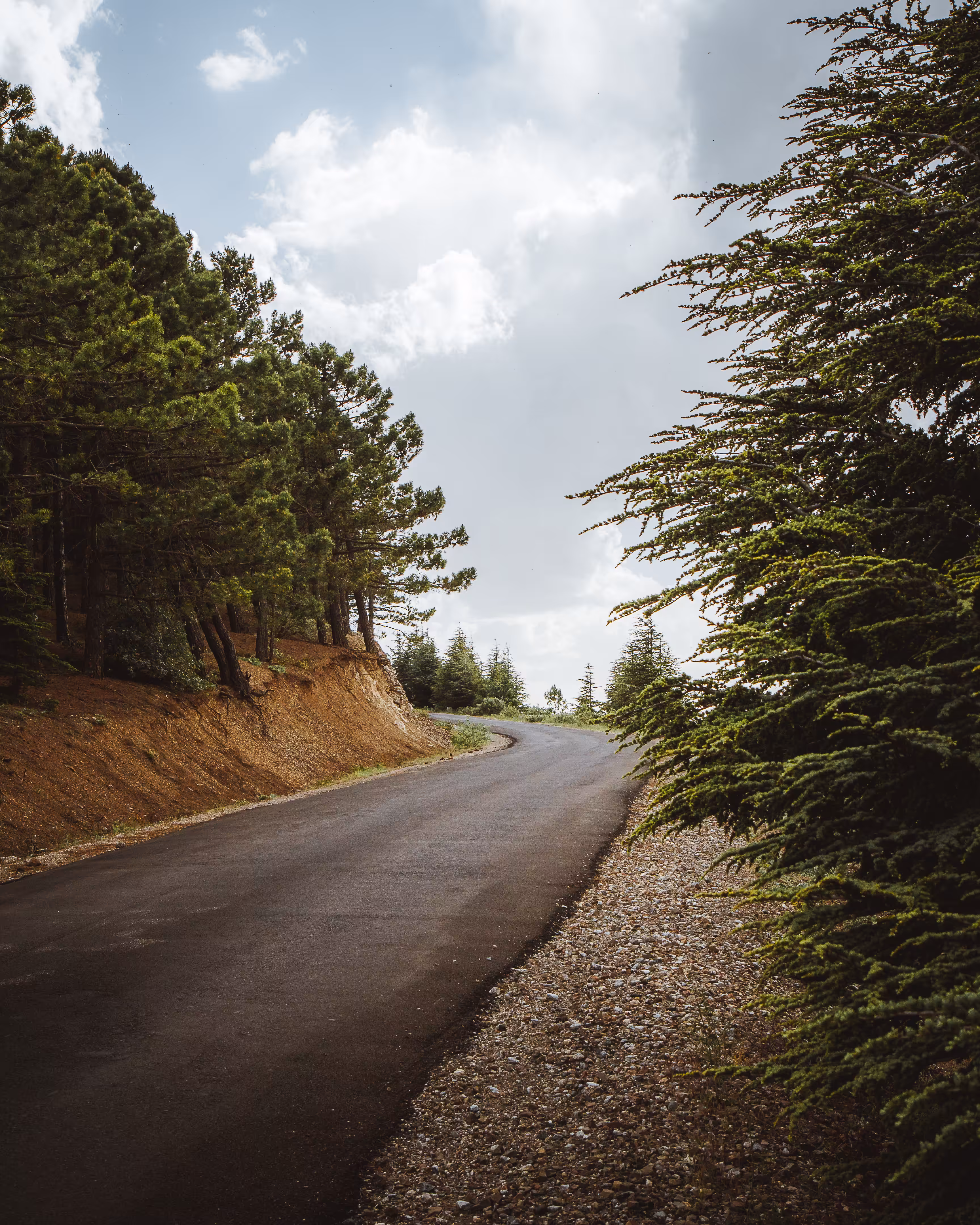 Into the forest