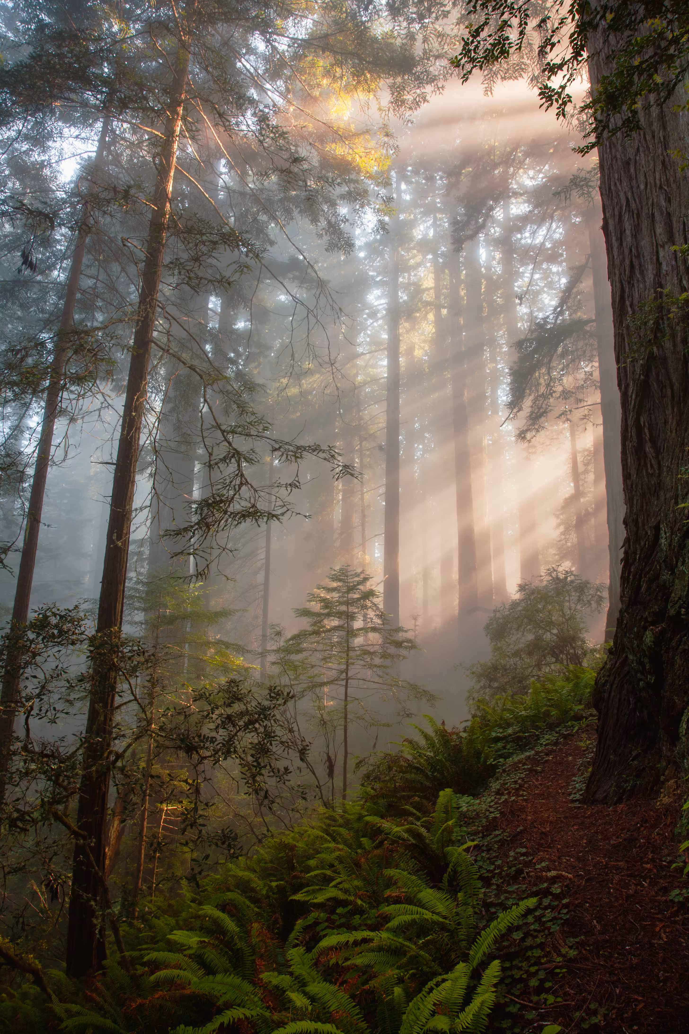 Redwoods in the Mist 2