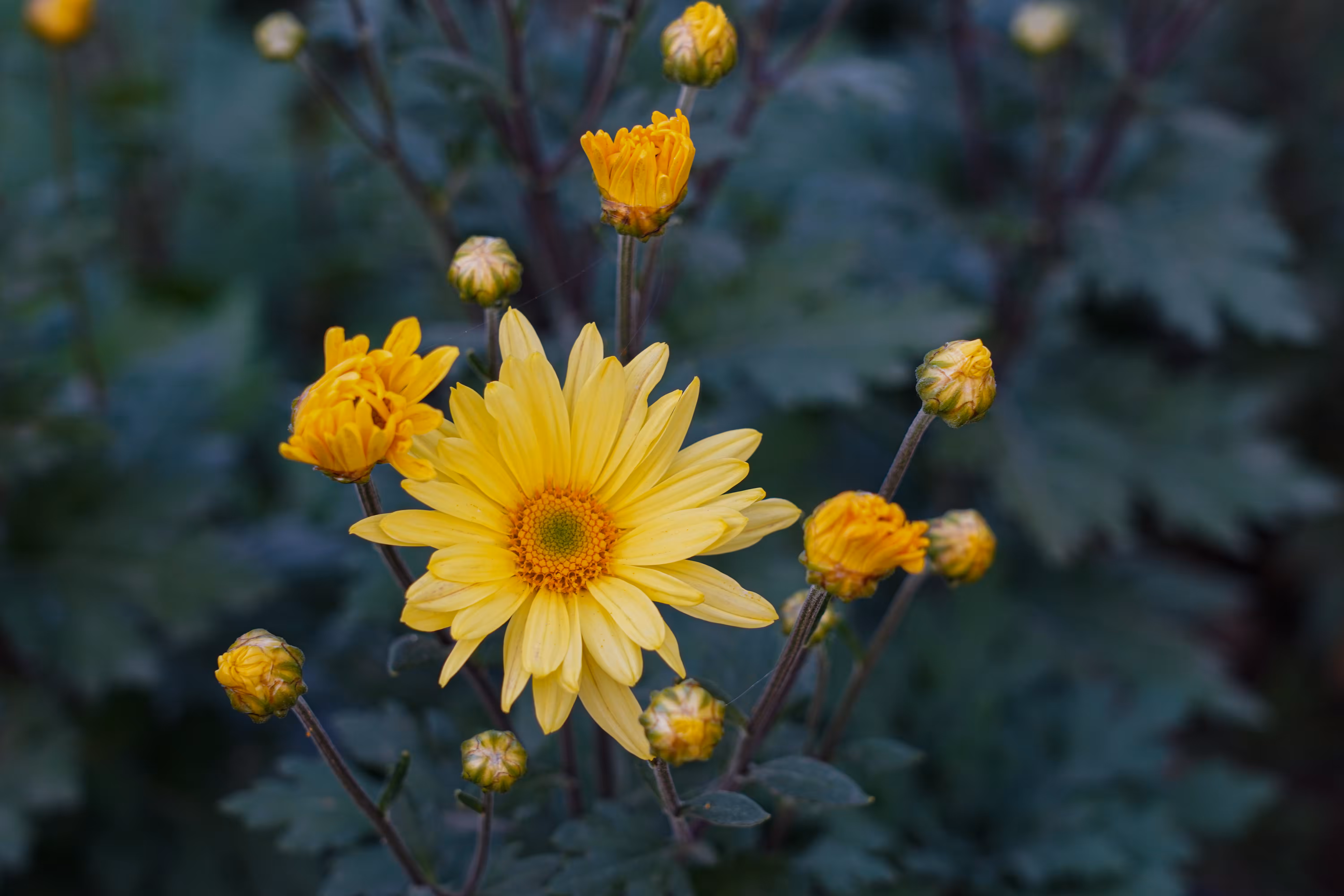 flowers: The Yellow Smile of Life