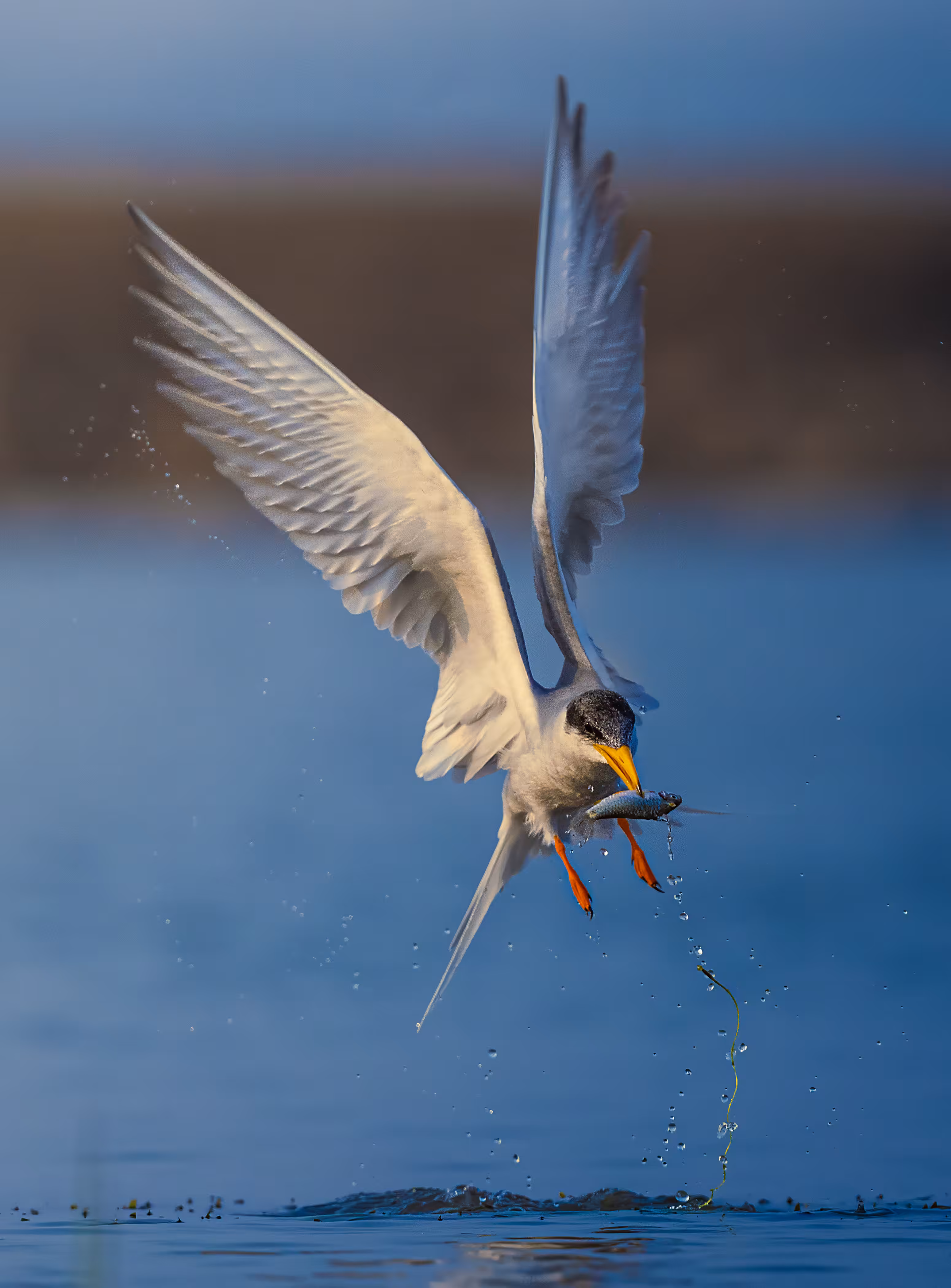 Art of Fishing 