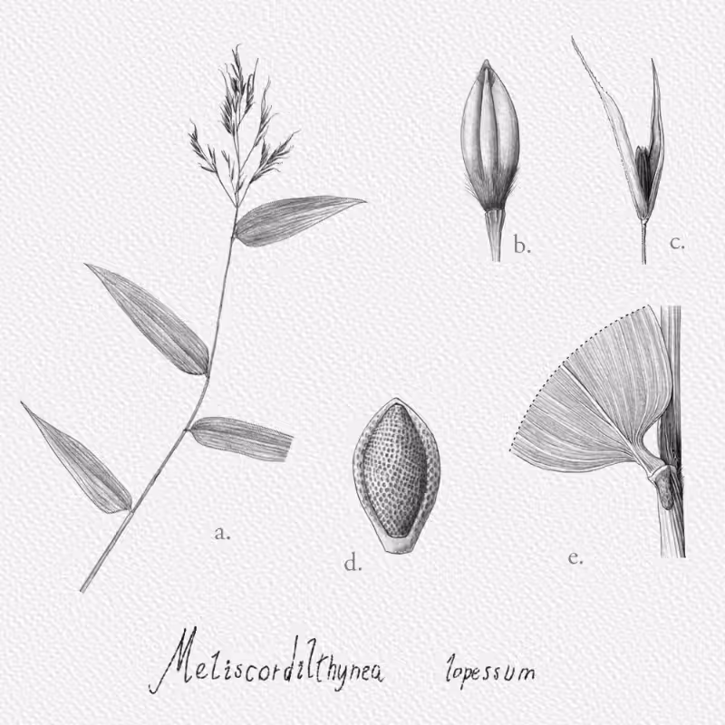 Botanical Illustration - Bambusoideae 1 #17