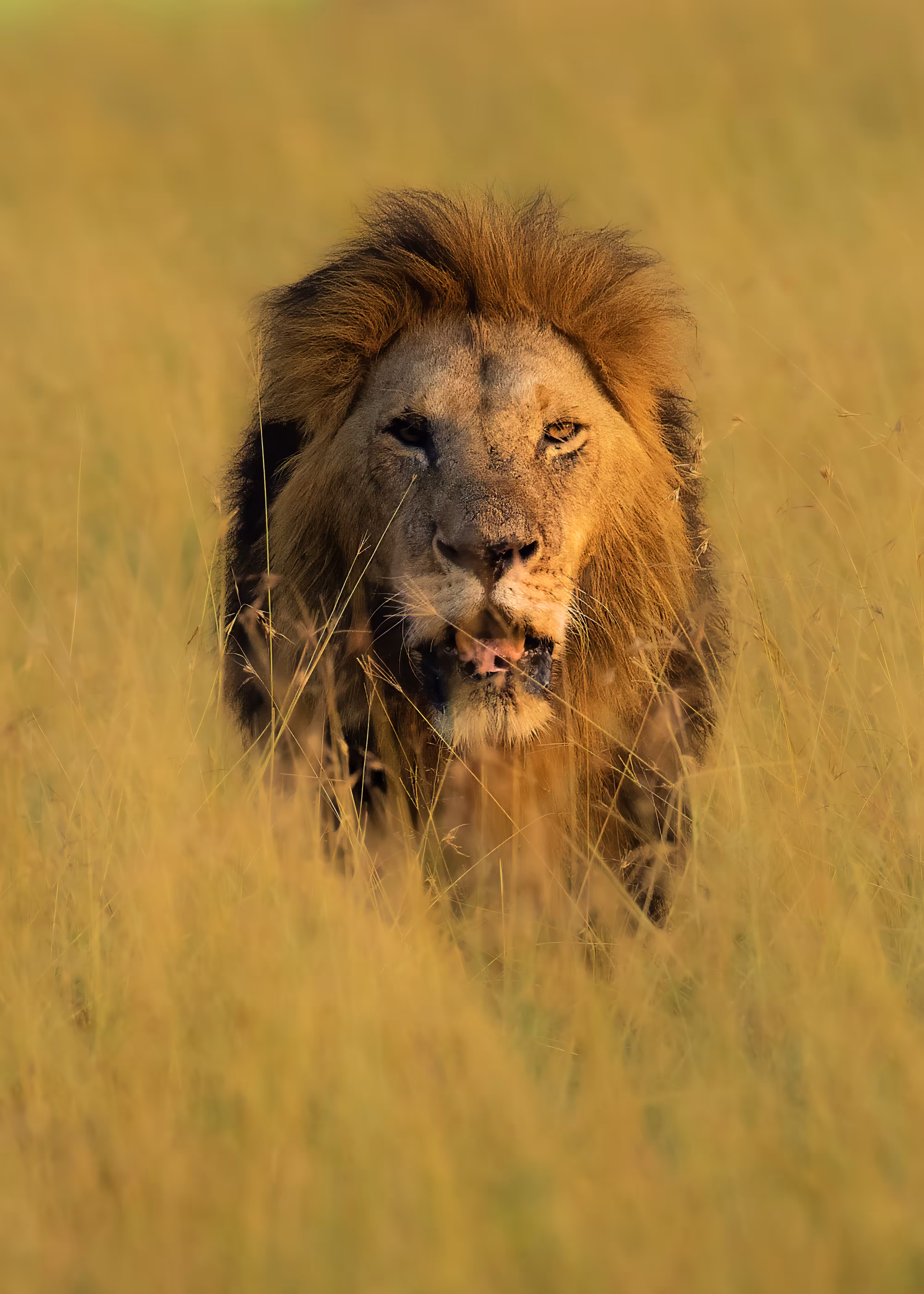 WILD NATURE