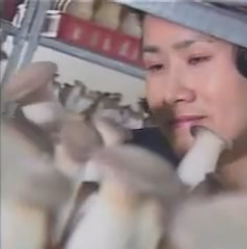 mushroom inspect