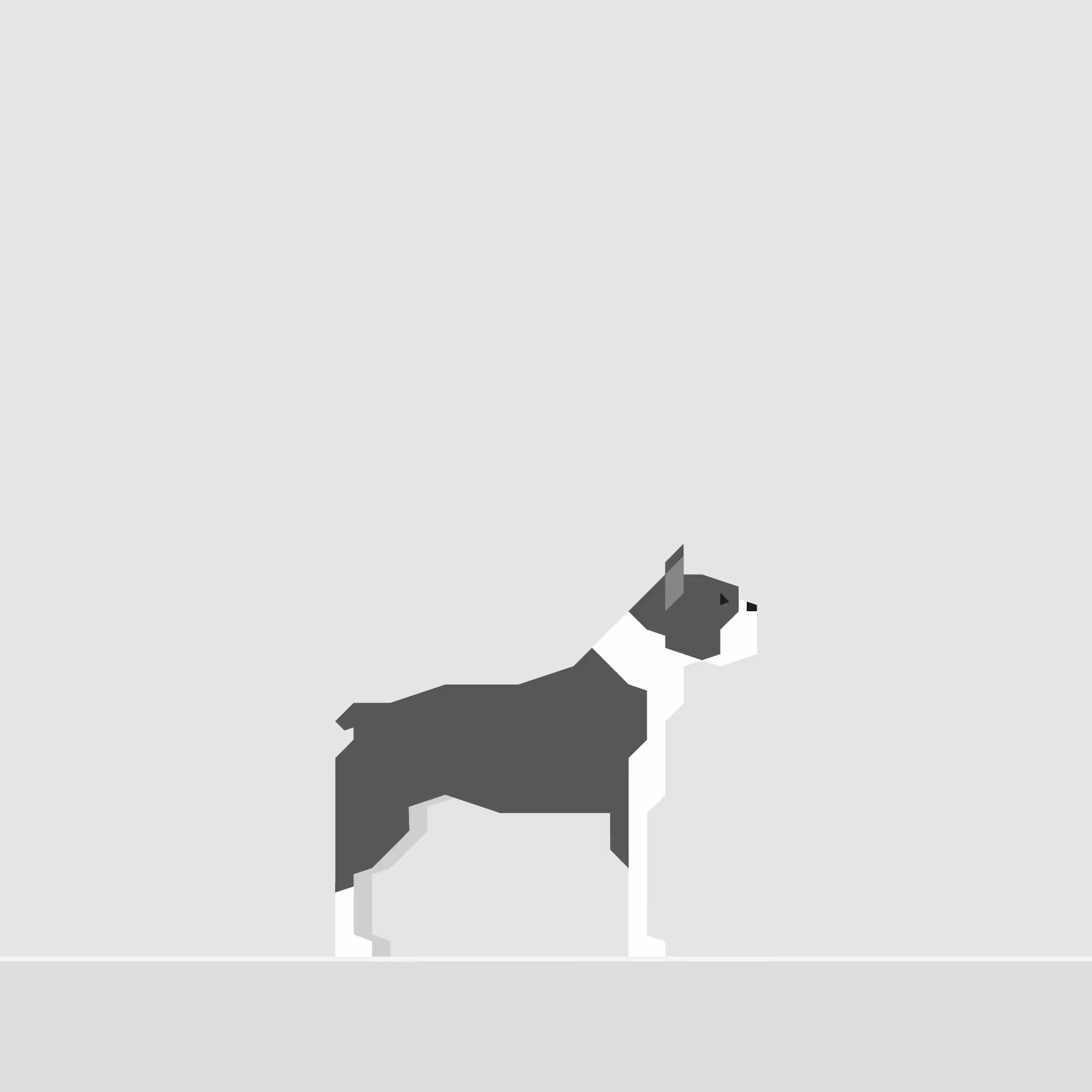 Boston Terrier