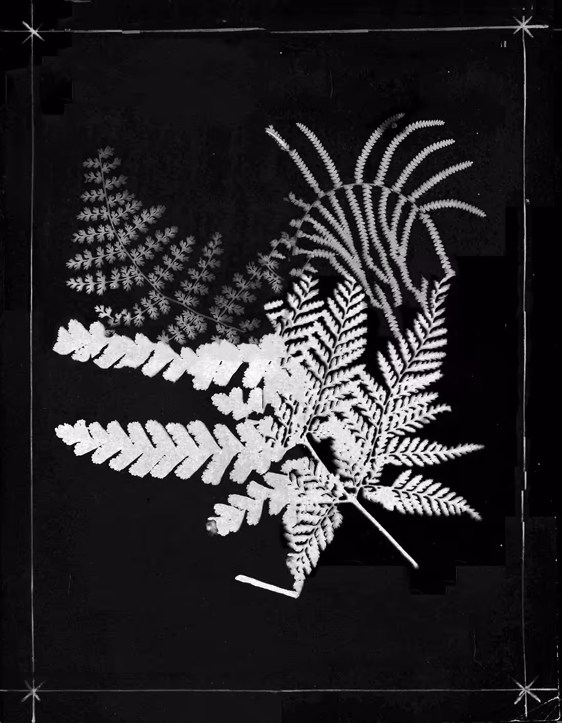 Metafern [s]