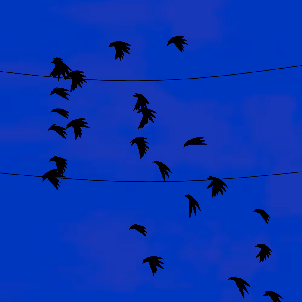 Flock #2