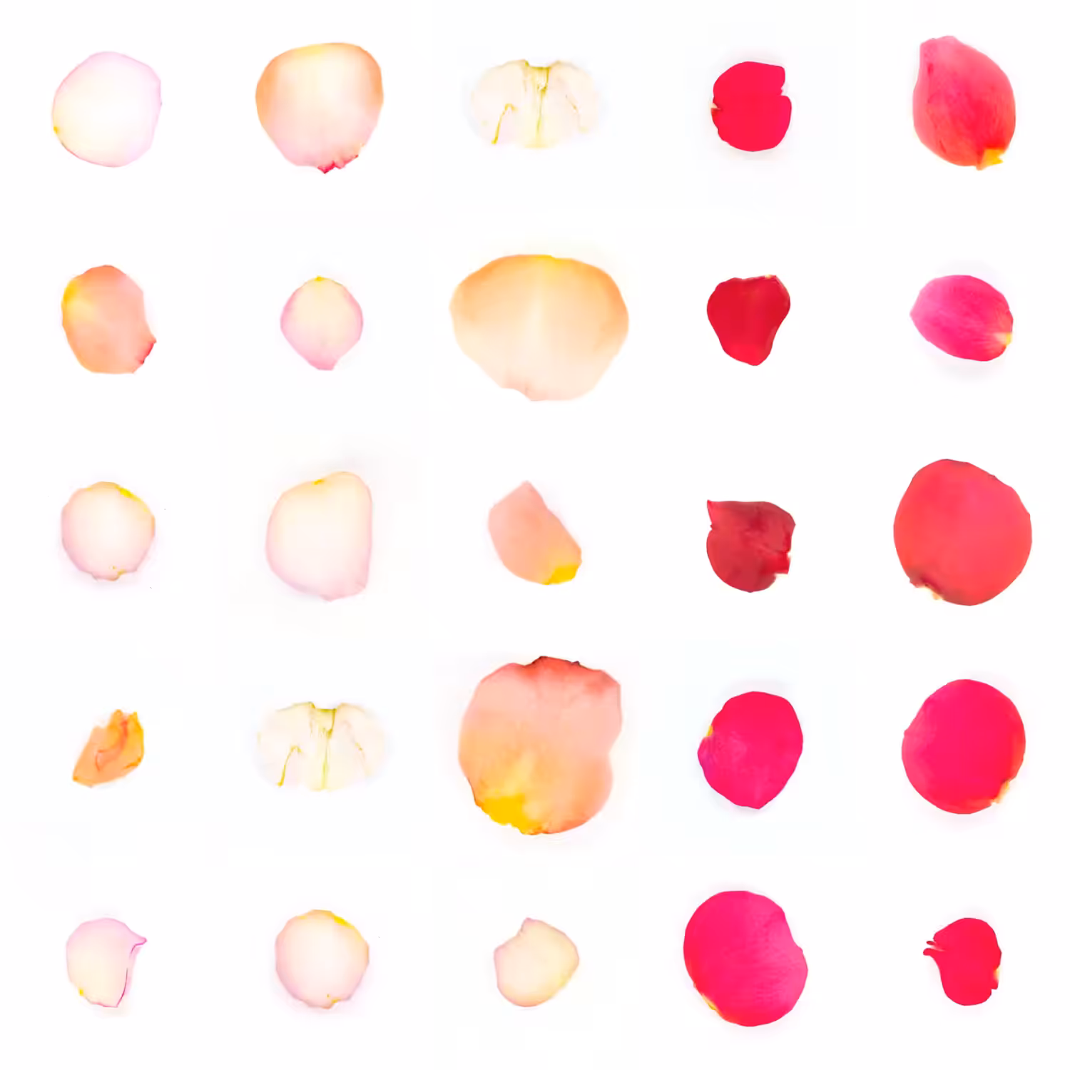 Infinite Petals 5x5#21324