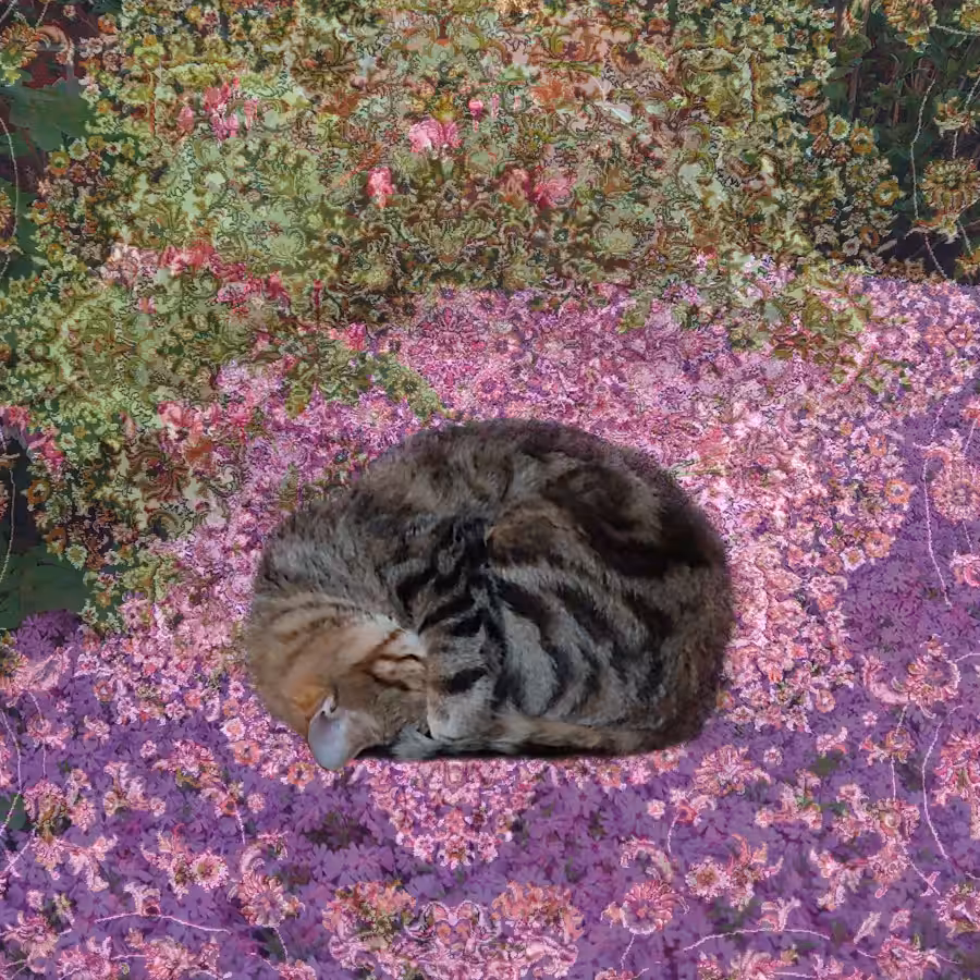 Leo Takes A Nap 1