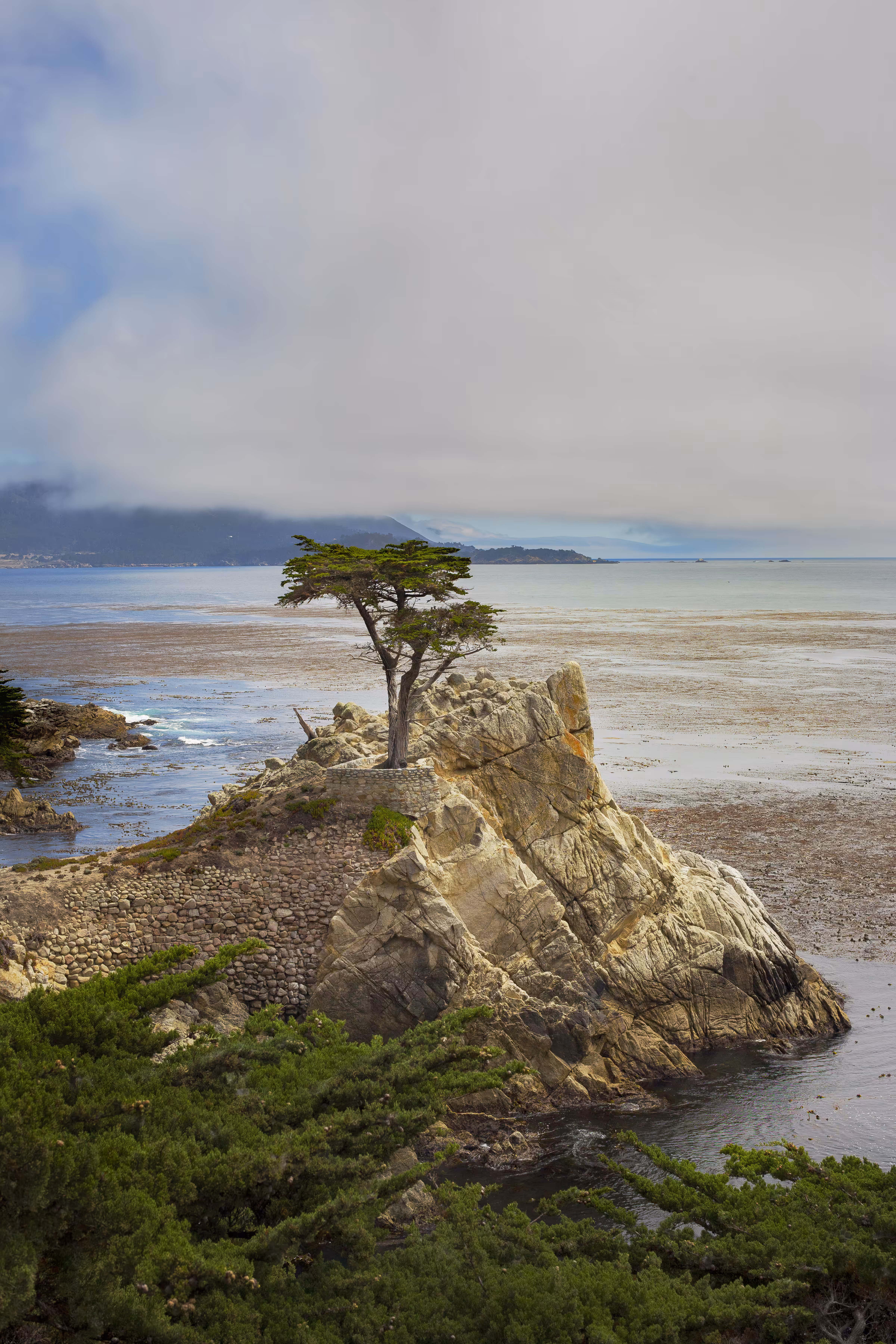 Lone Cypress | Color Edition