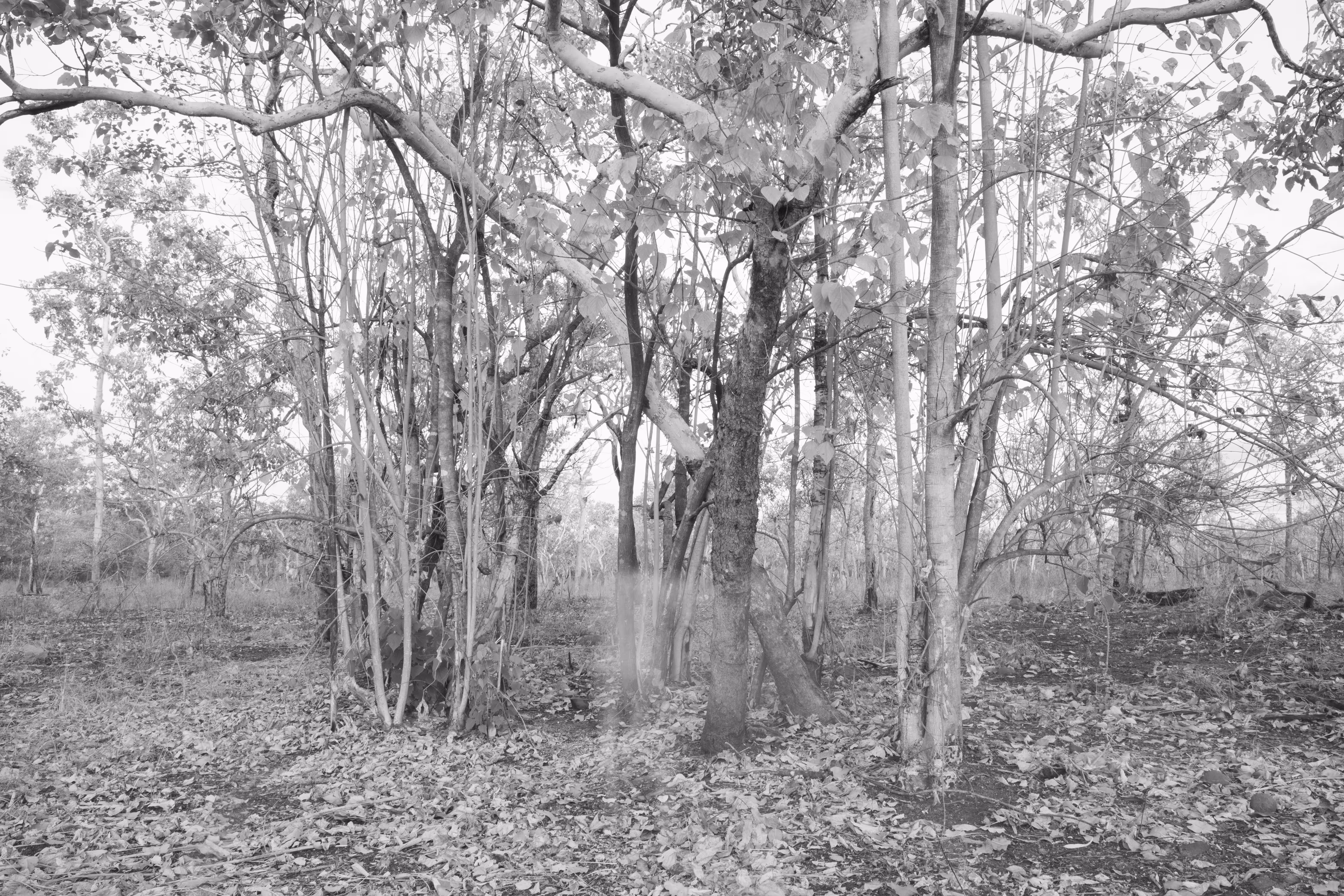 Apparition 1
