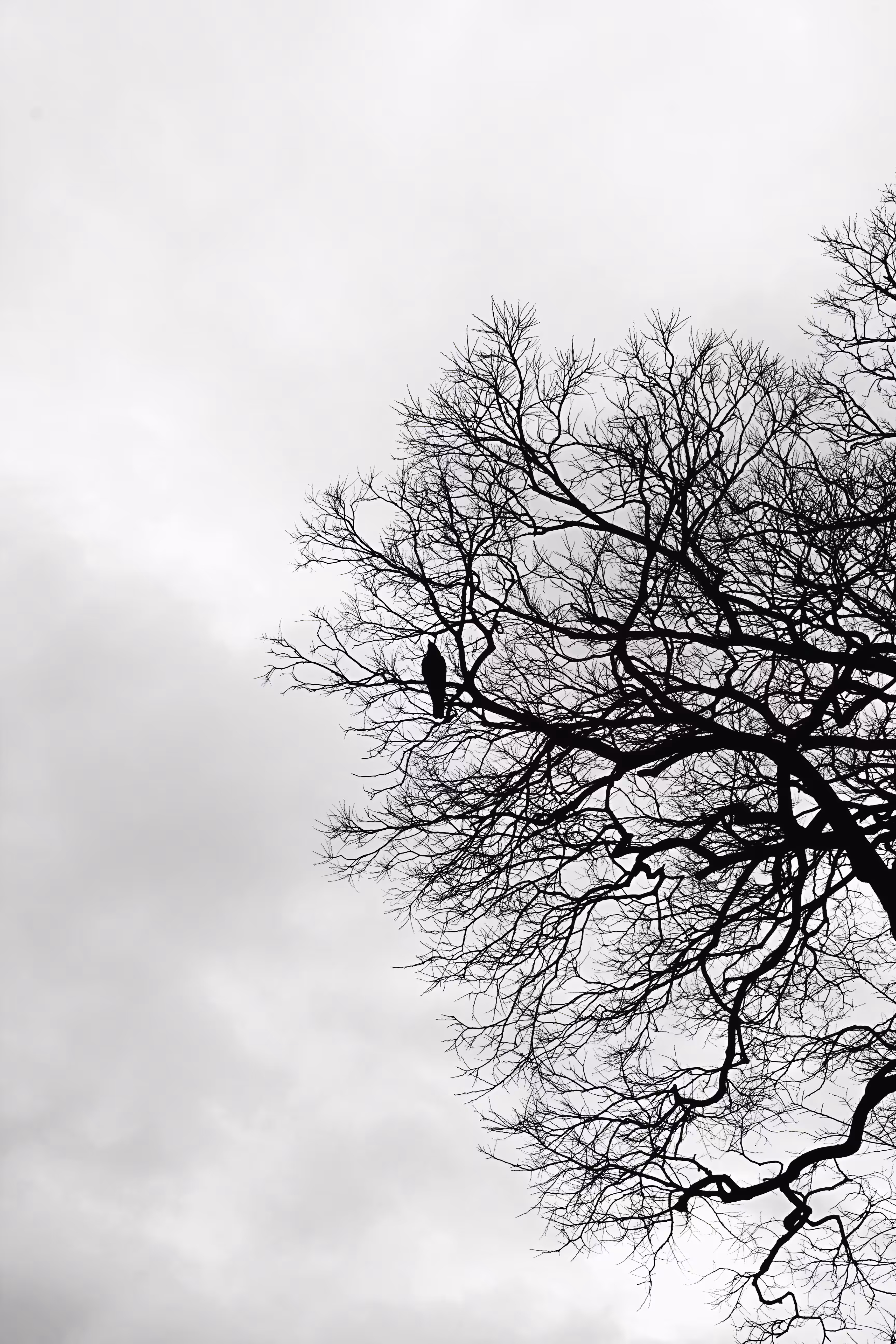 a bird and dry tree