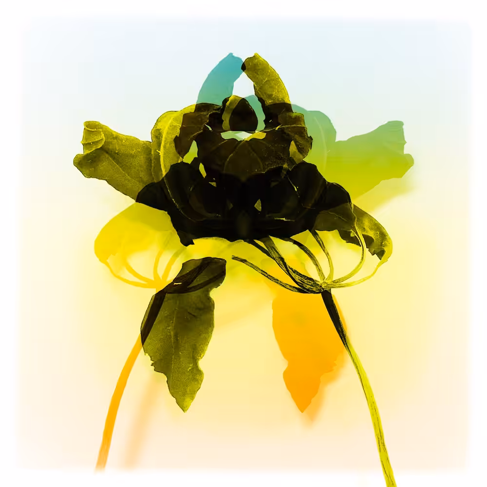 Converging Flowers