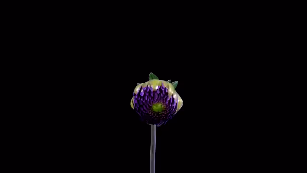 DATA.FLOWER()#15