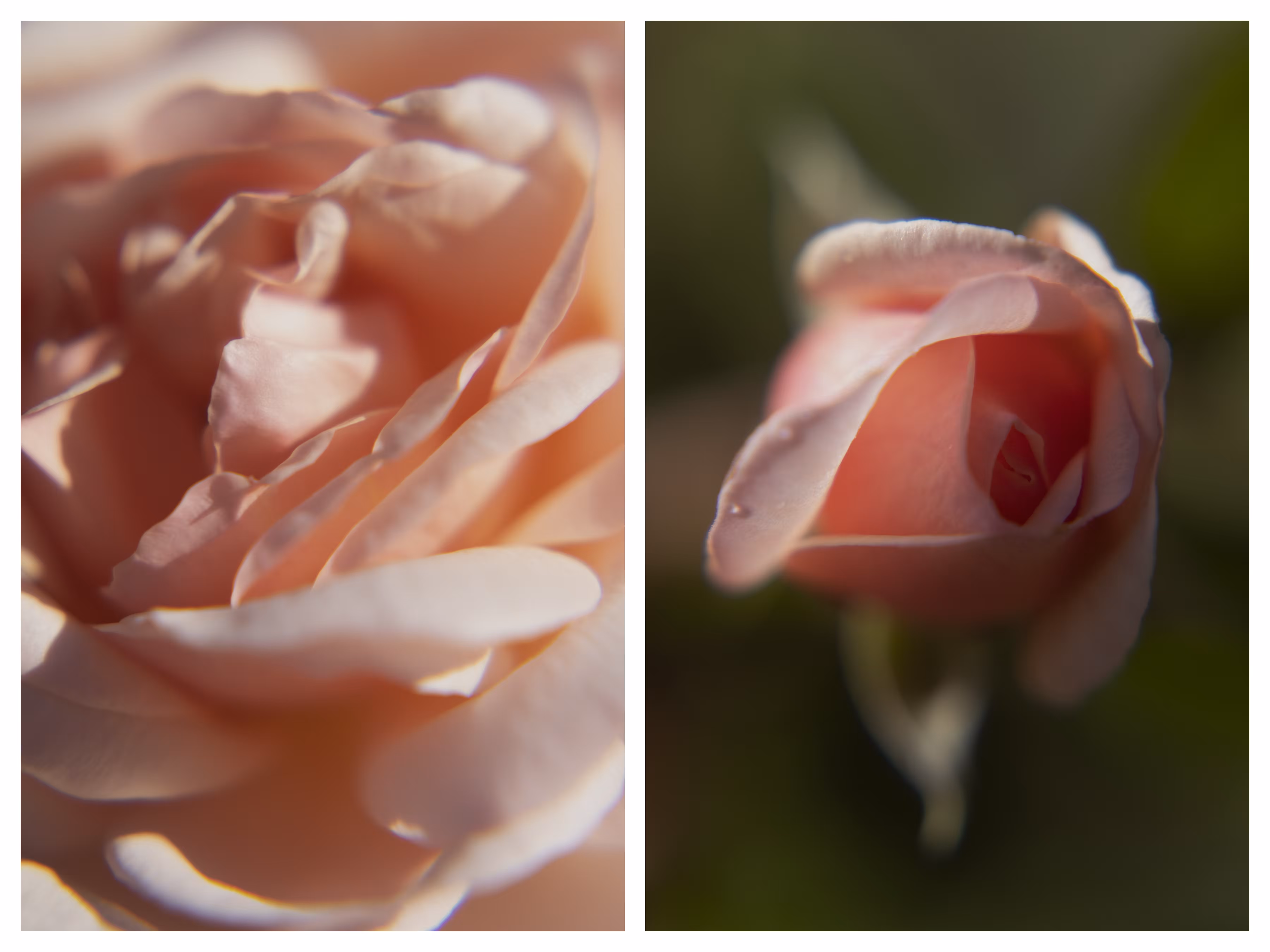 Pink dreams