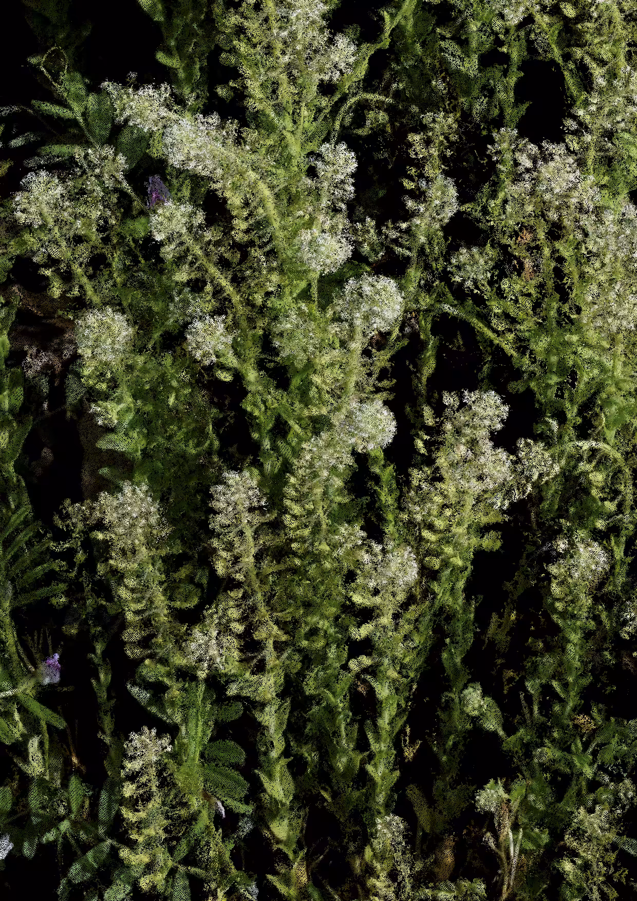 Overgrowth 0028