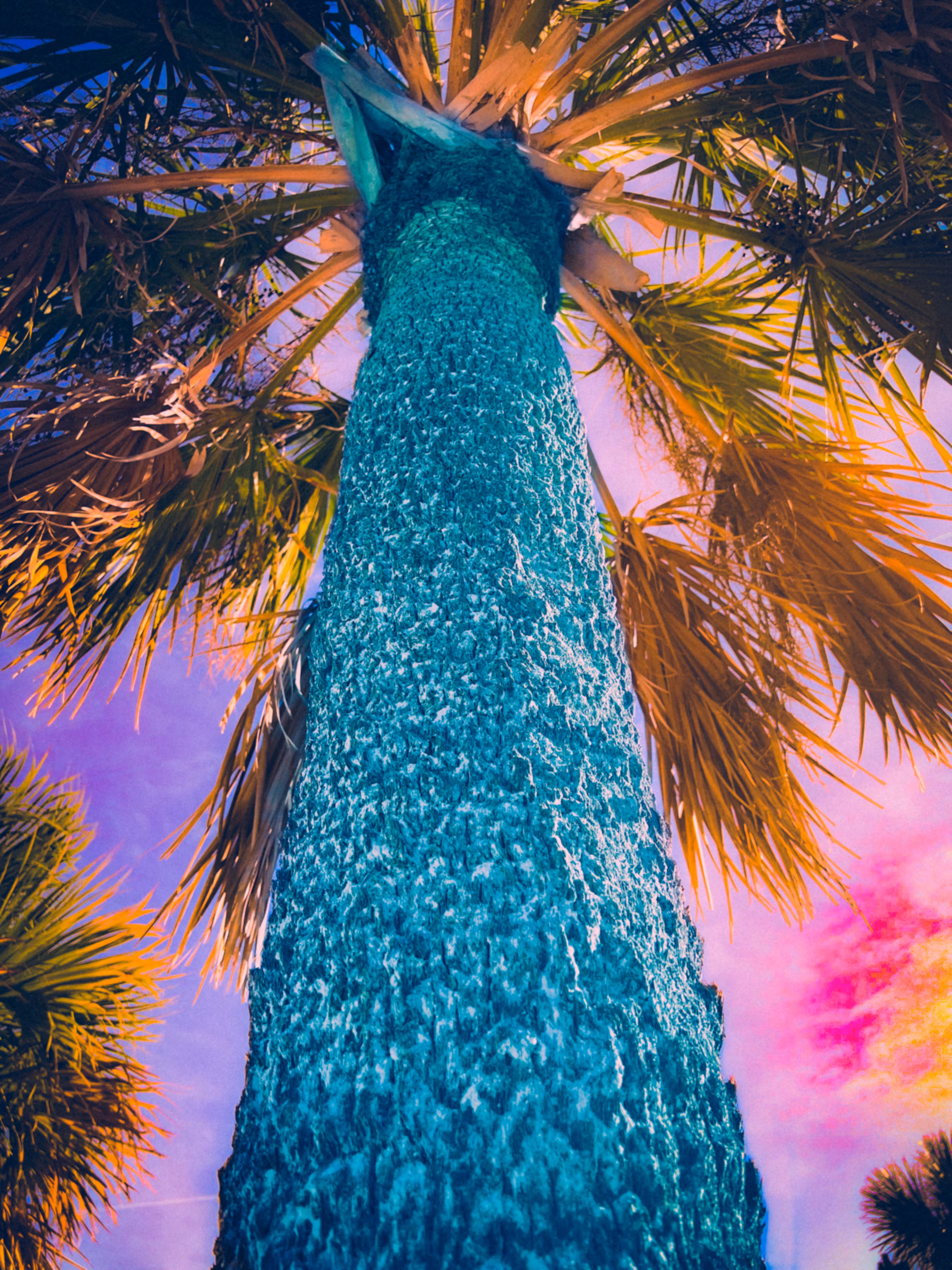 Palm