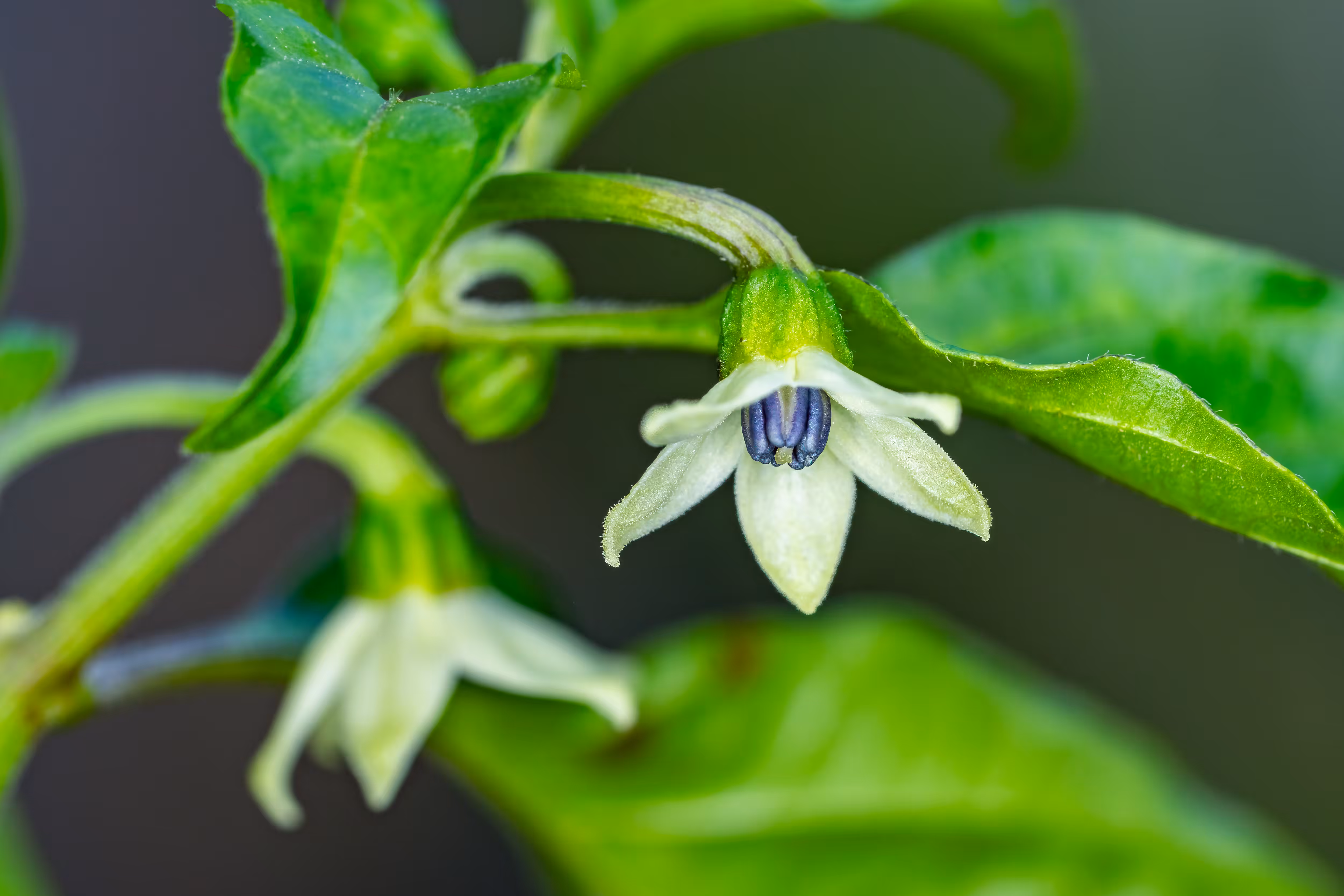 Flowers for Friends ☀️: Ghost Pepper Blossom