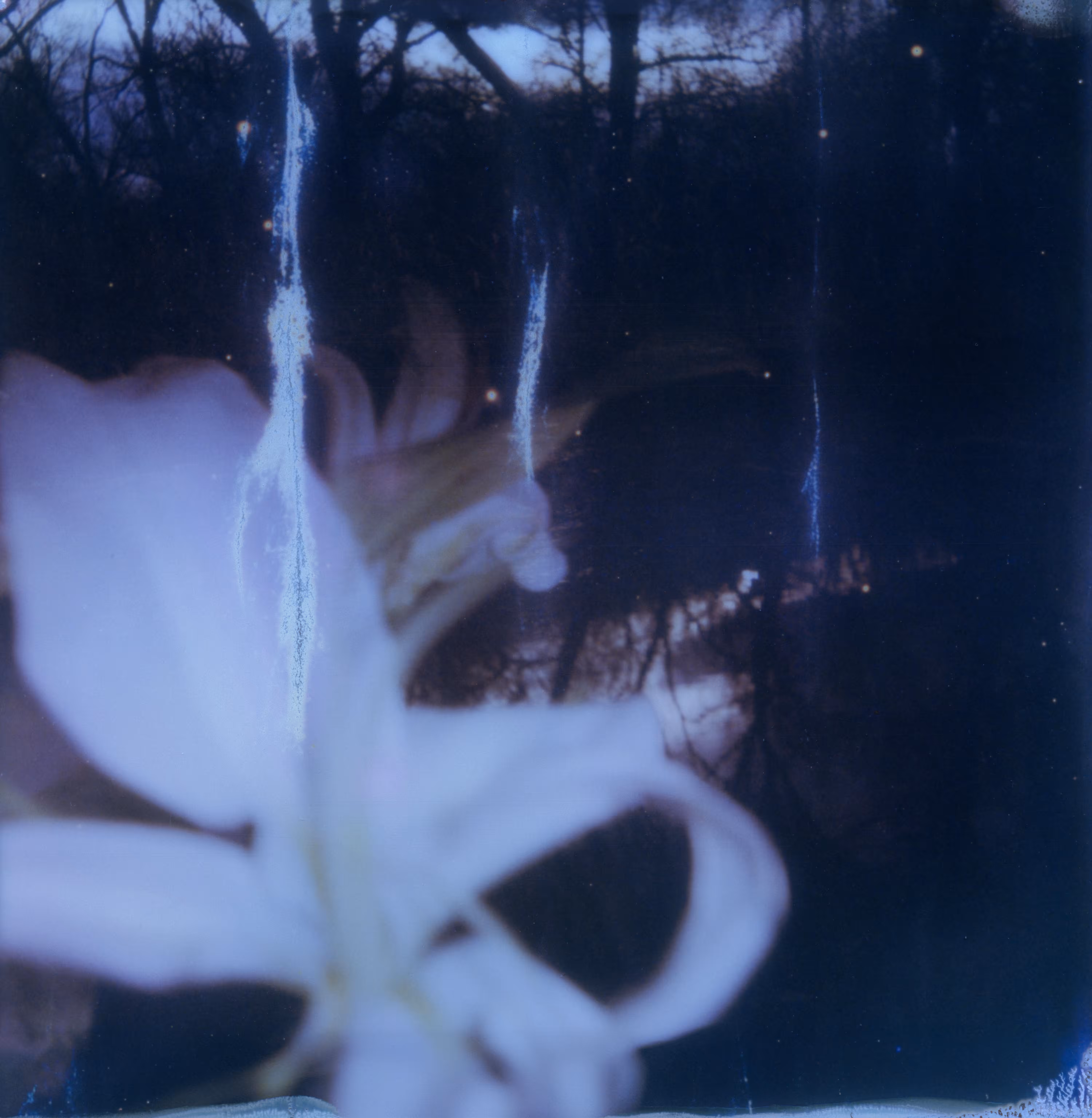 Lilies