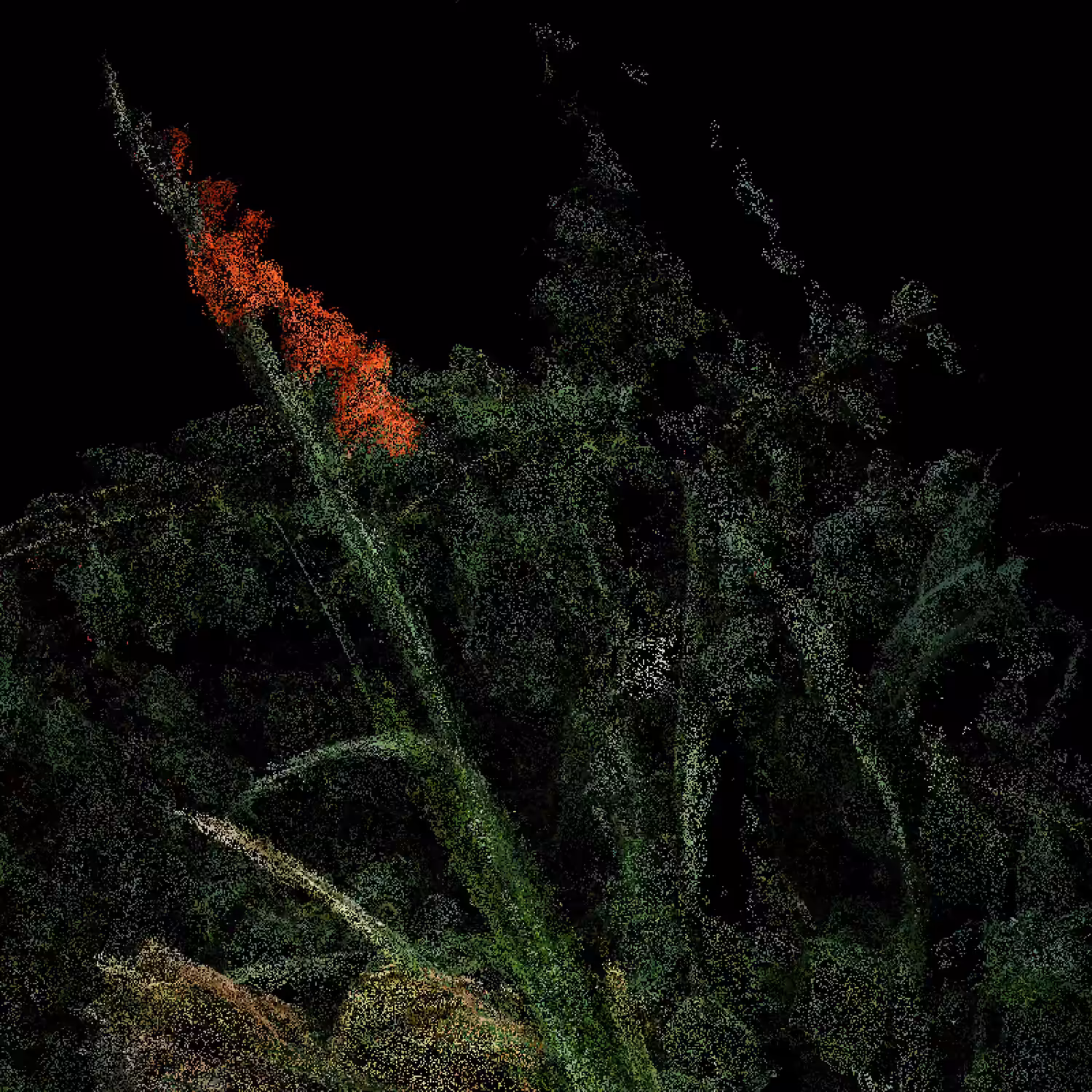 Red Gladiolus