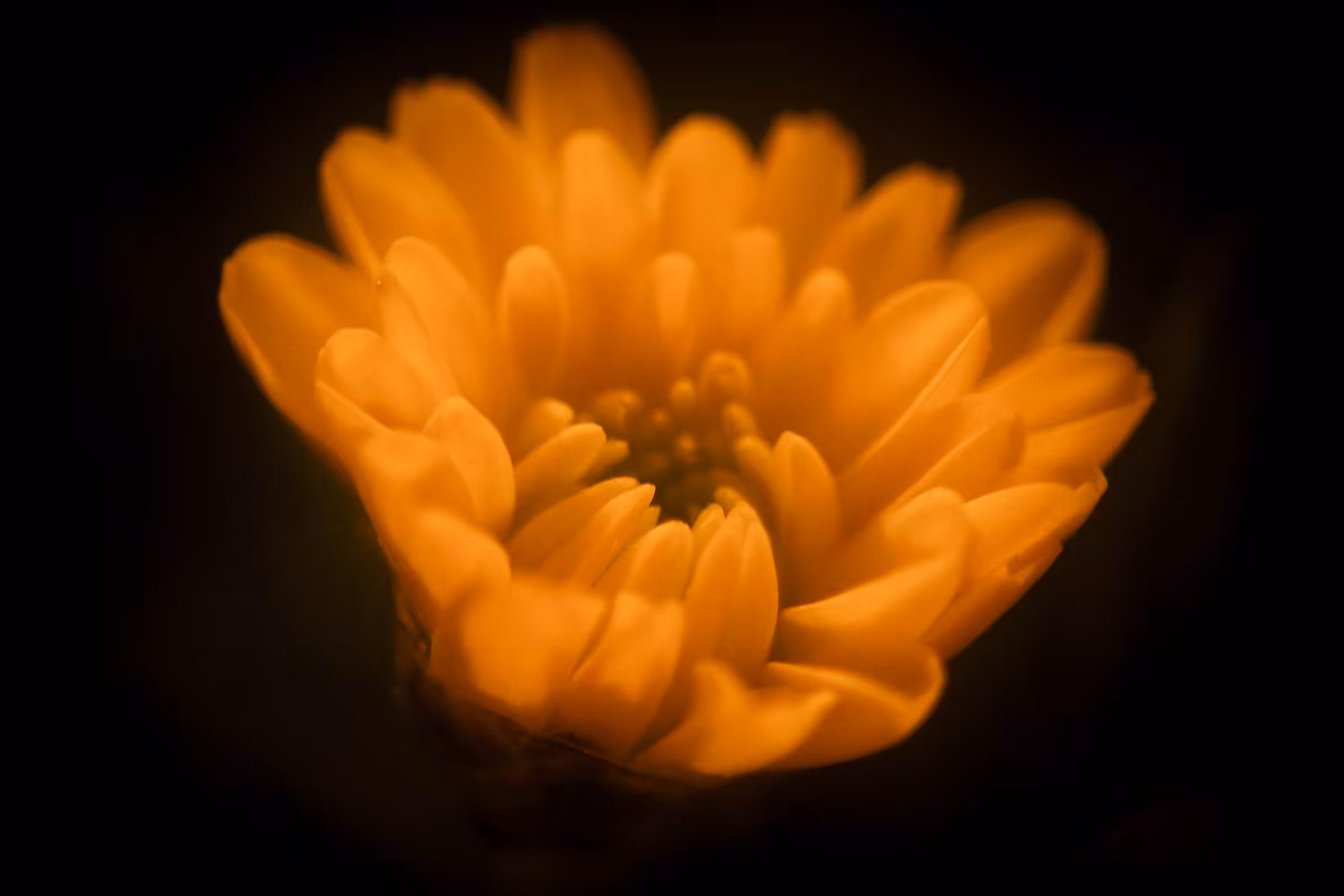 Orange Blossom