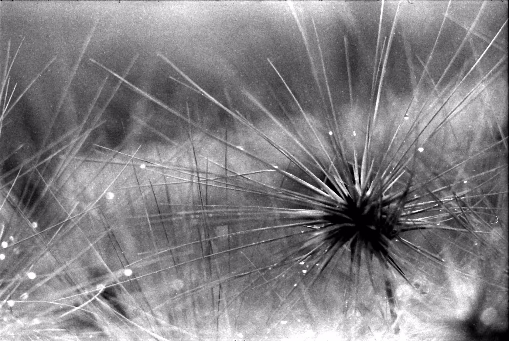 Waterdrops On Grass #2