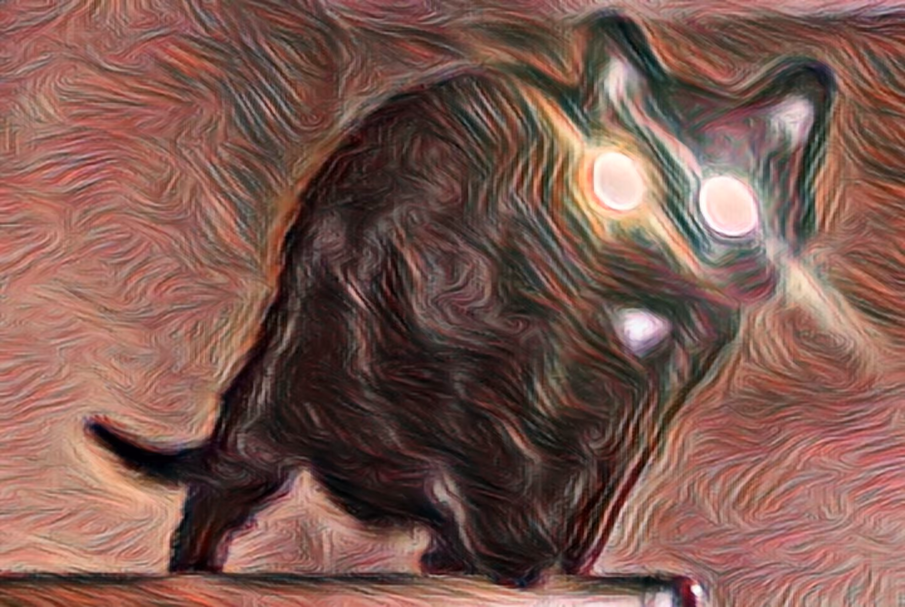 Devil in a Black Cat
