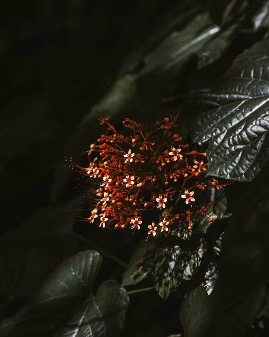 bloom #10
