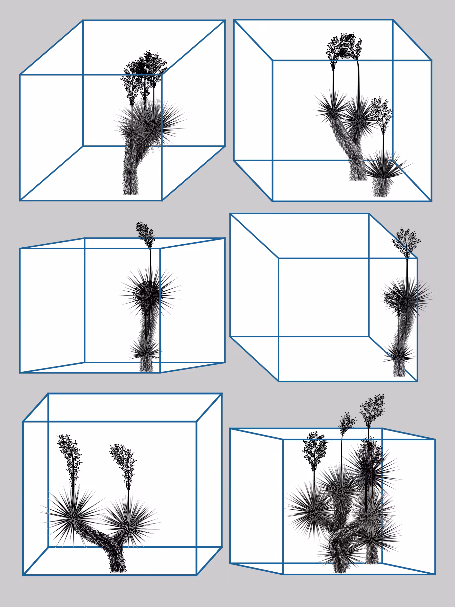 Marfa Yucca #126